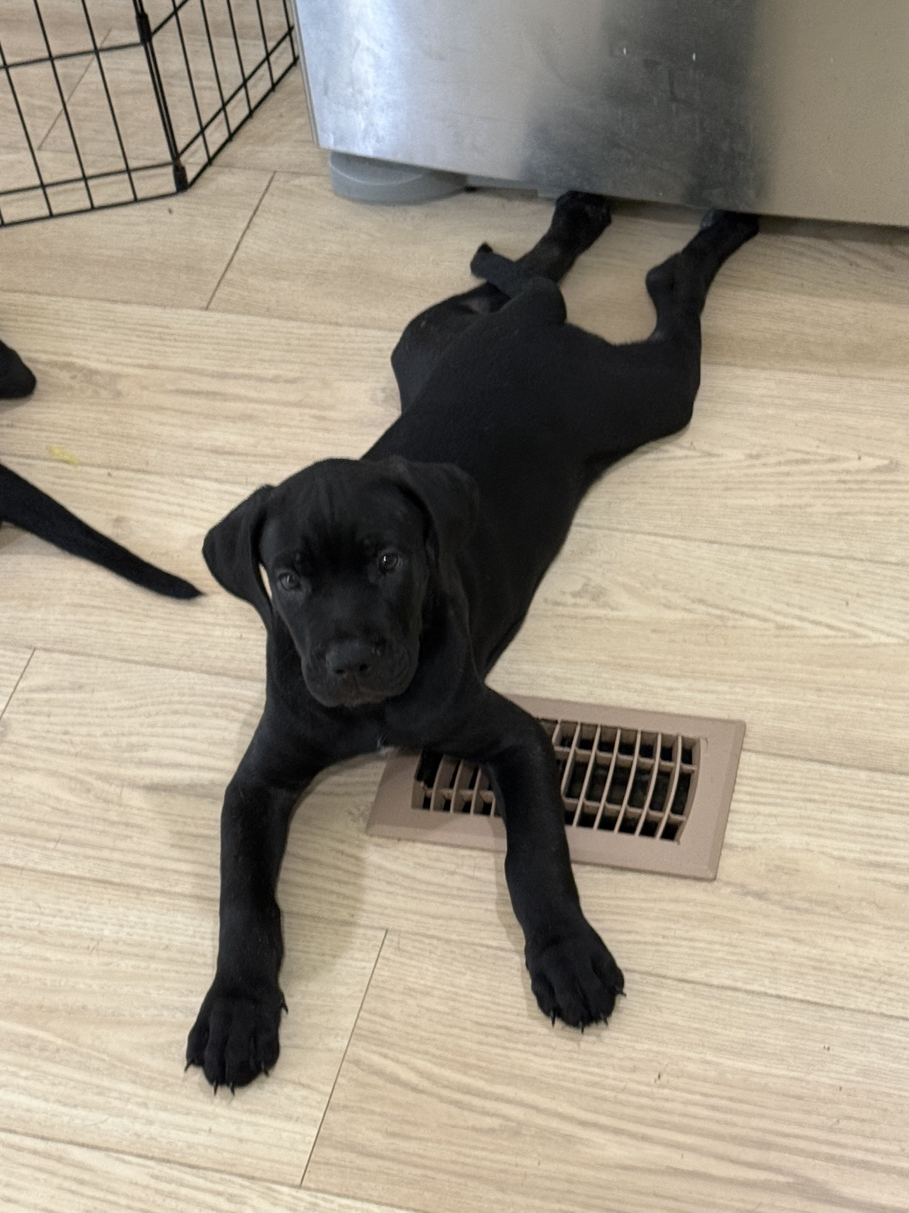 Pure Cane corso puppies image 1
