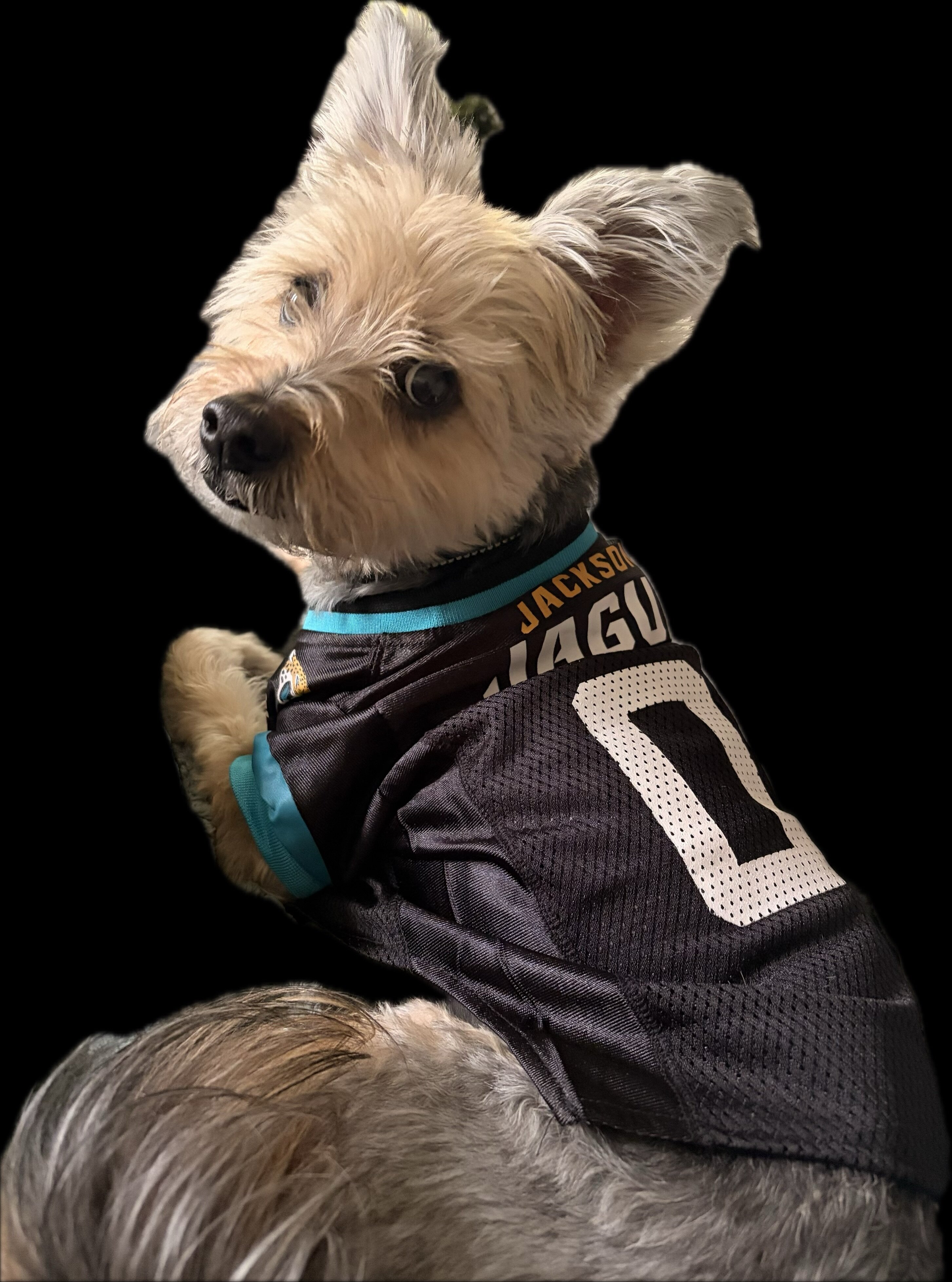 11yo Yorkie/Schnauzer Mix Looking for Stable Home image 1