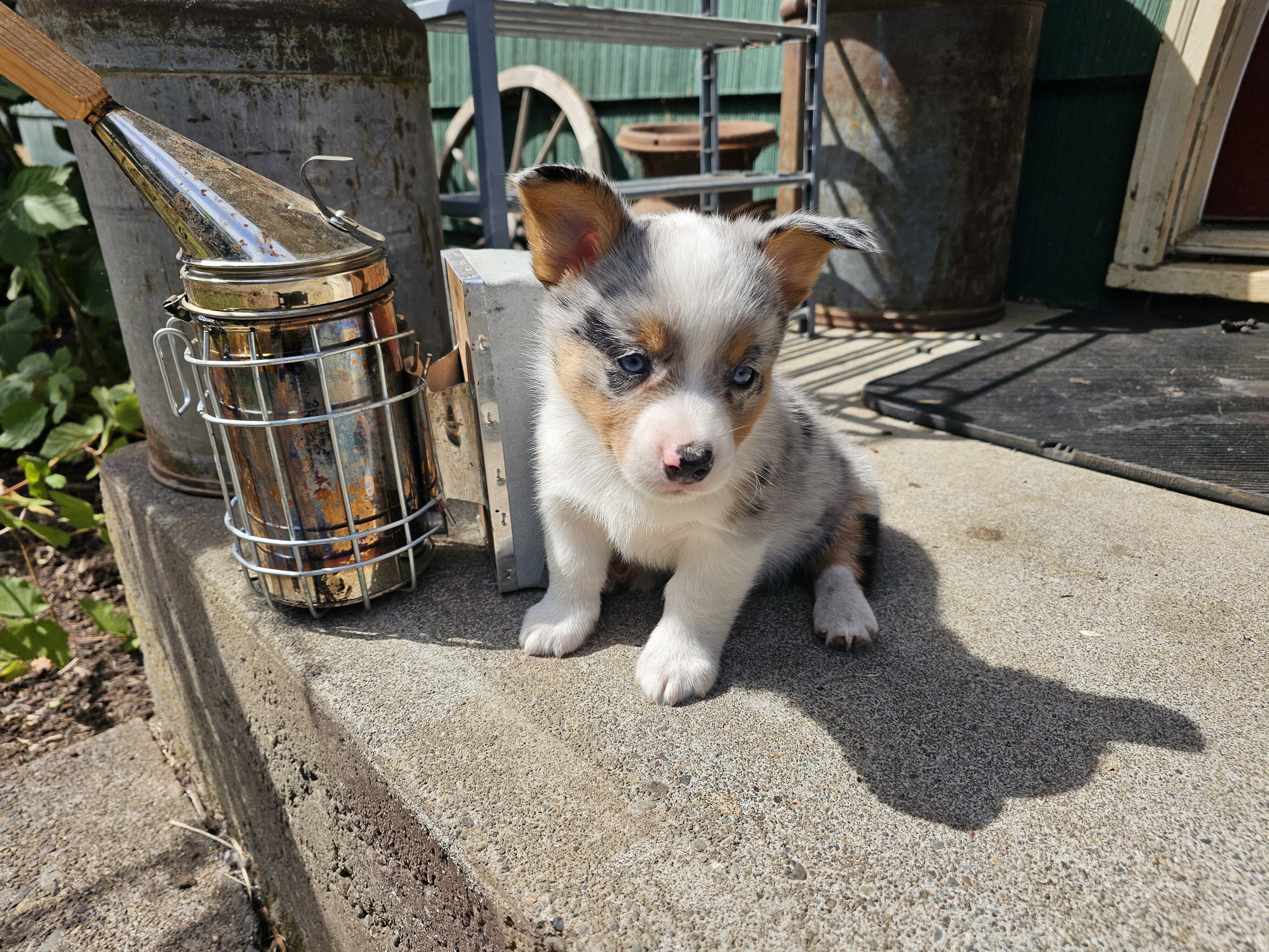 Cowboy Corgi Puppy image 5