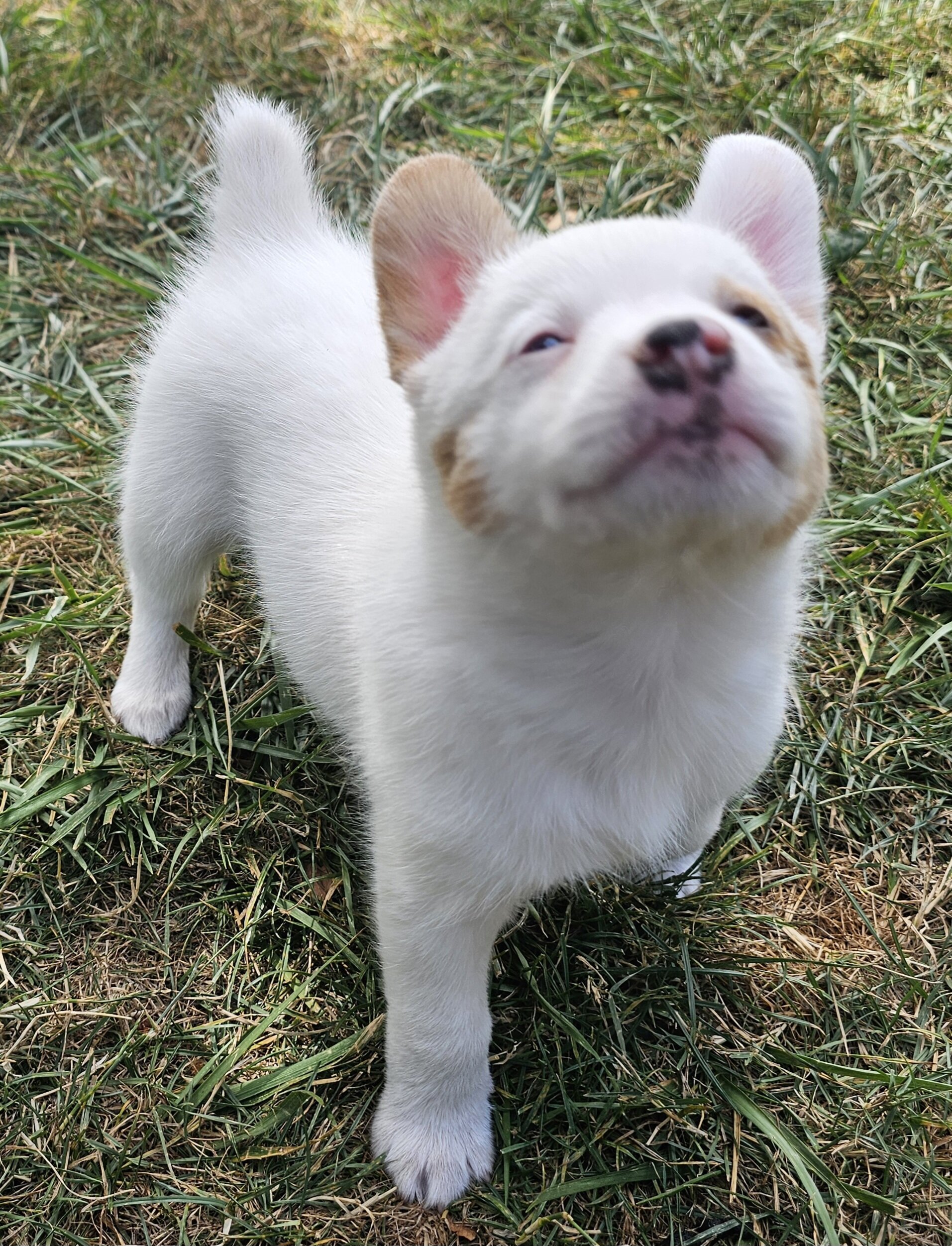 Cowboy Corgi Puppy image 8