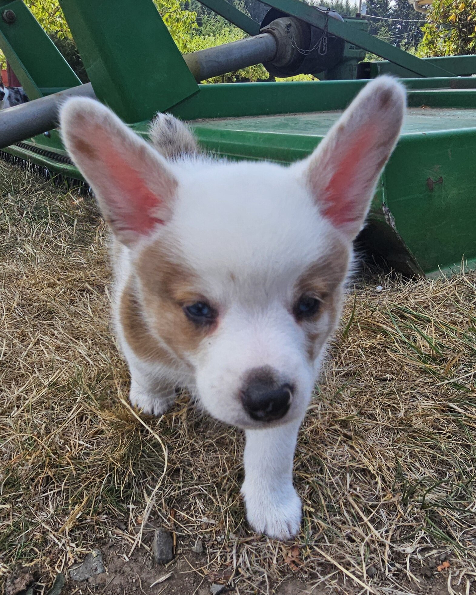 Cowboy Corgi Puppy image 1
