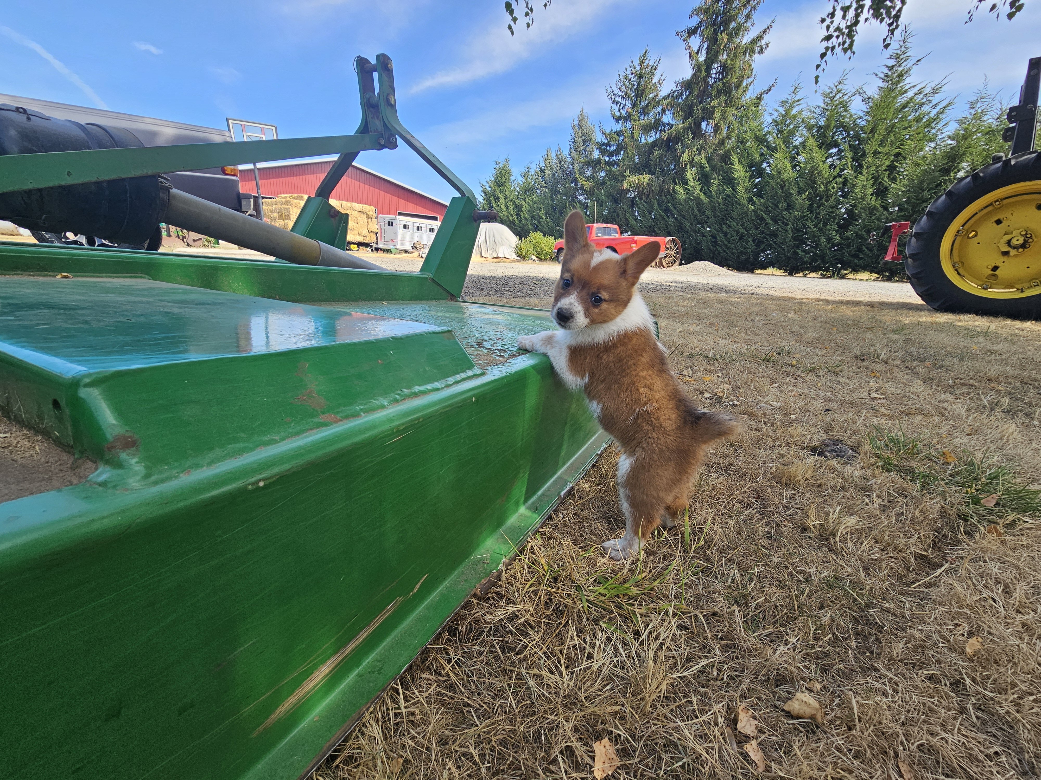 Cowboy Corgi Puppy image 4