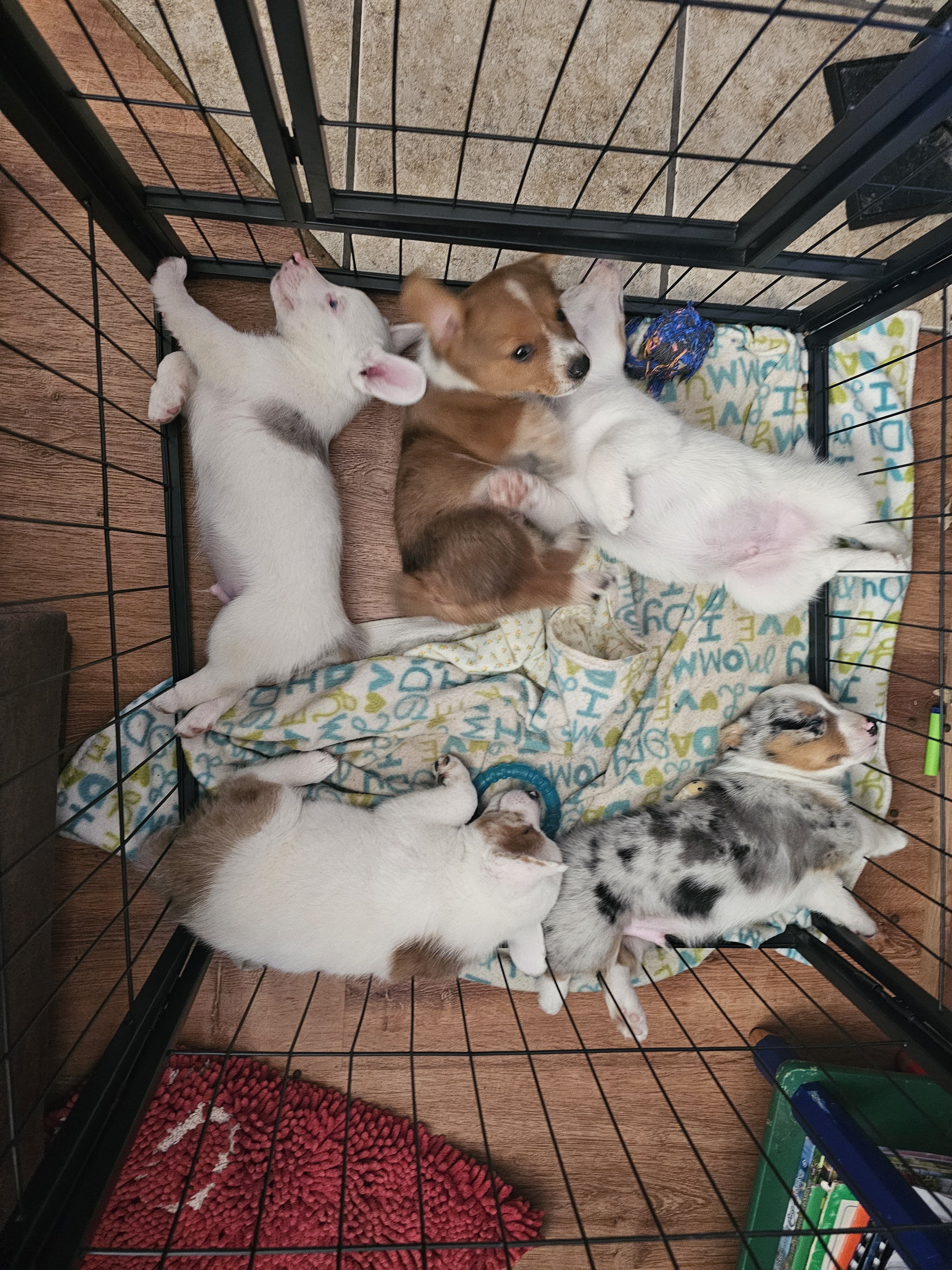 Cowboy Corgi Puppy image 2