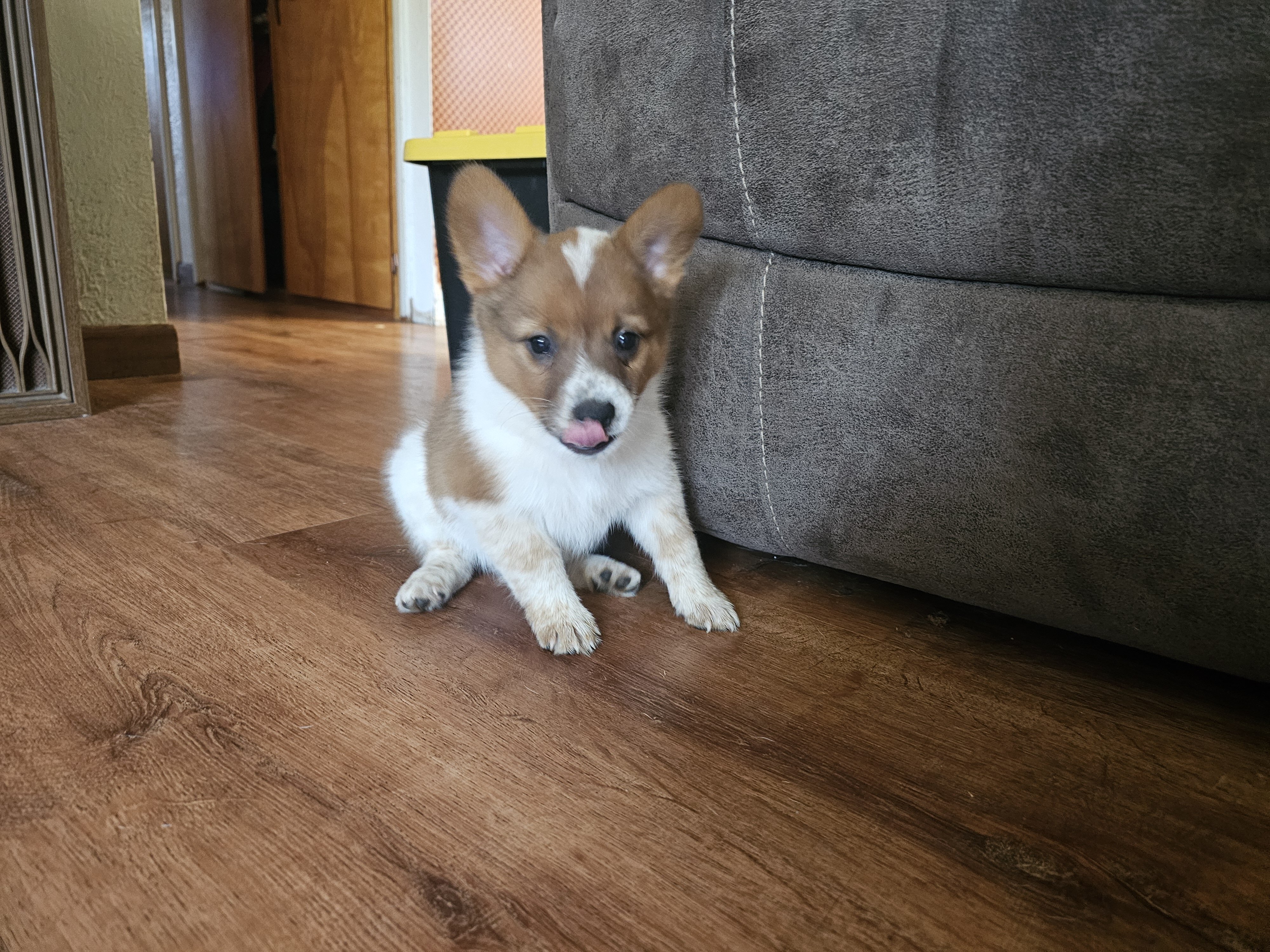 Cowboy Corgi Puppy image 7