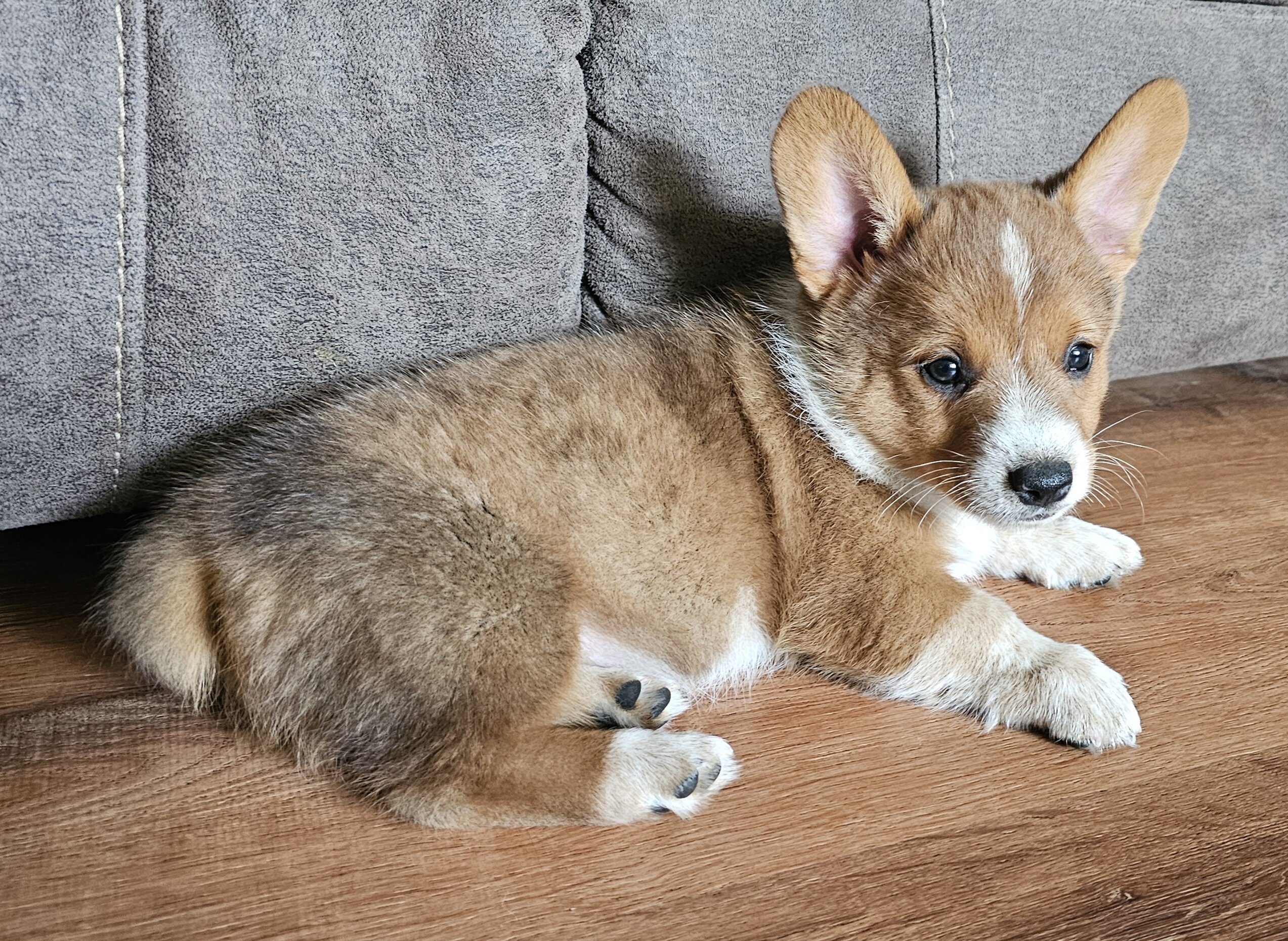 Cowboy Corgi Puppy image 6
