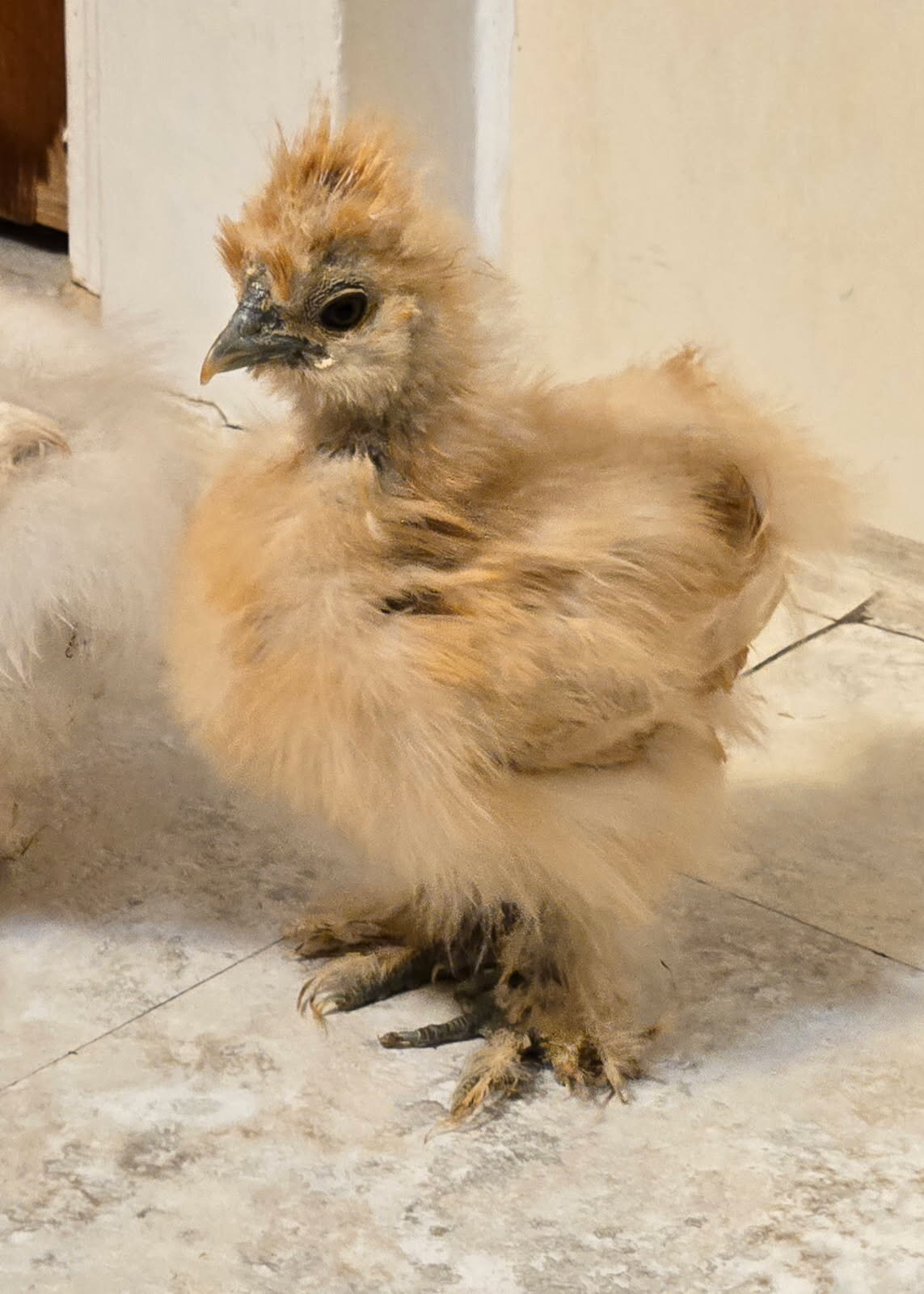 2 Silkie chicks image 1