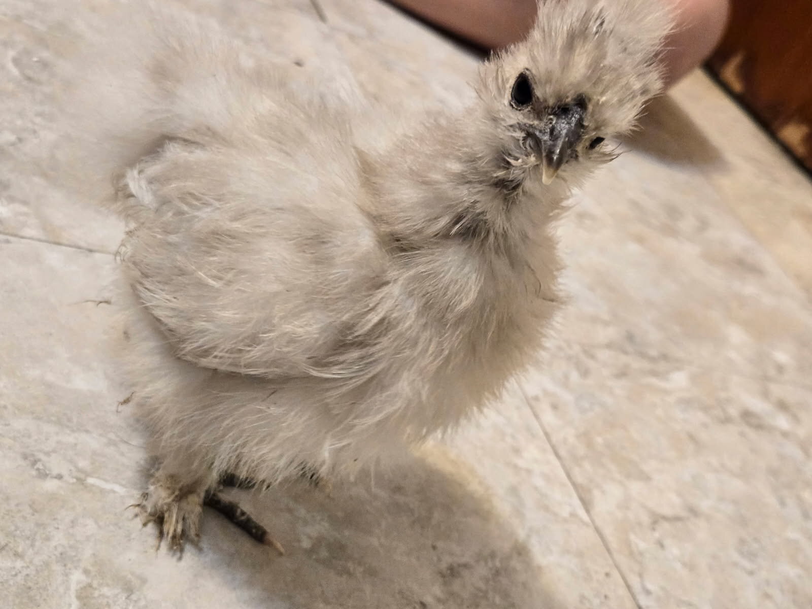 2 Silkie chicks image 2