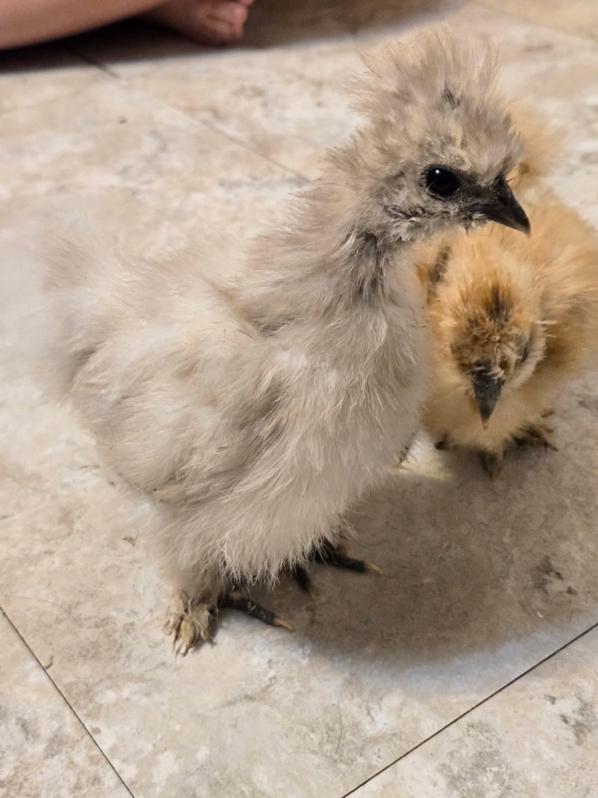 2 Silkie chicks image 3