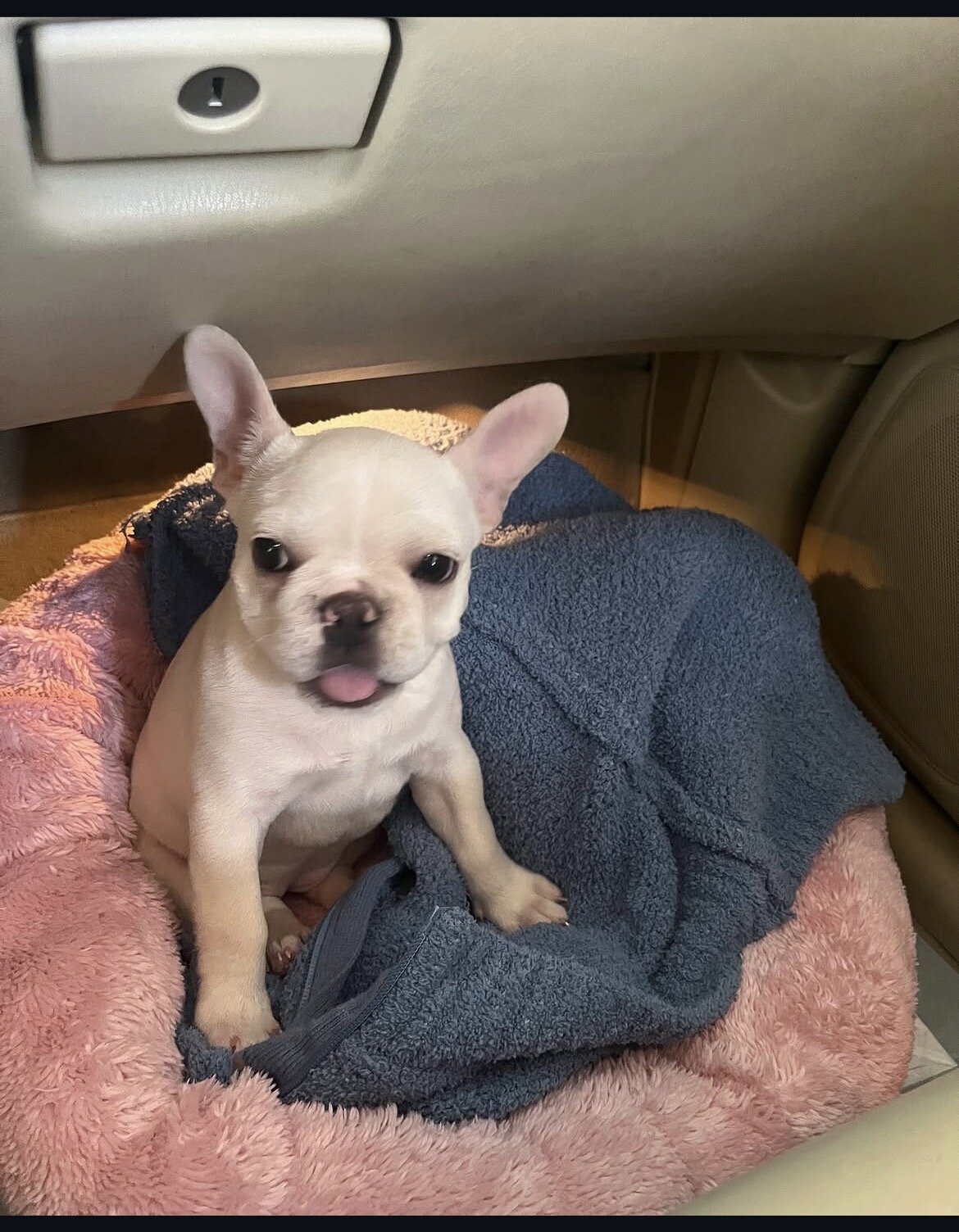 French Bulldog image 1