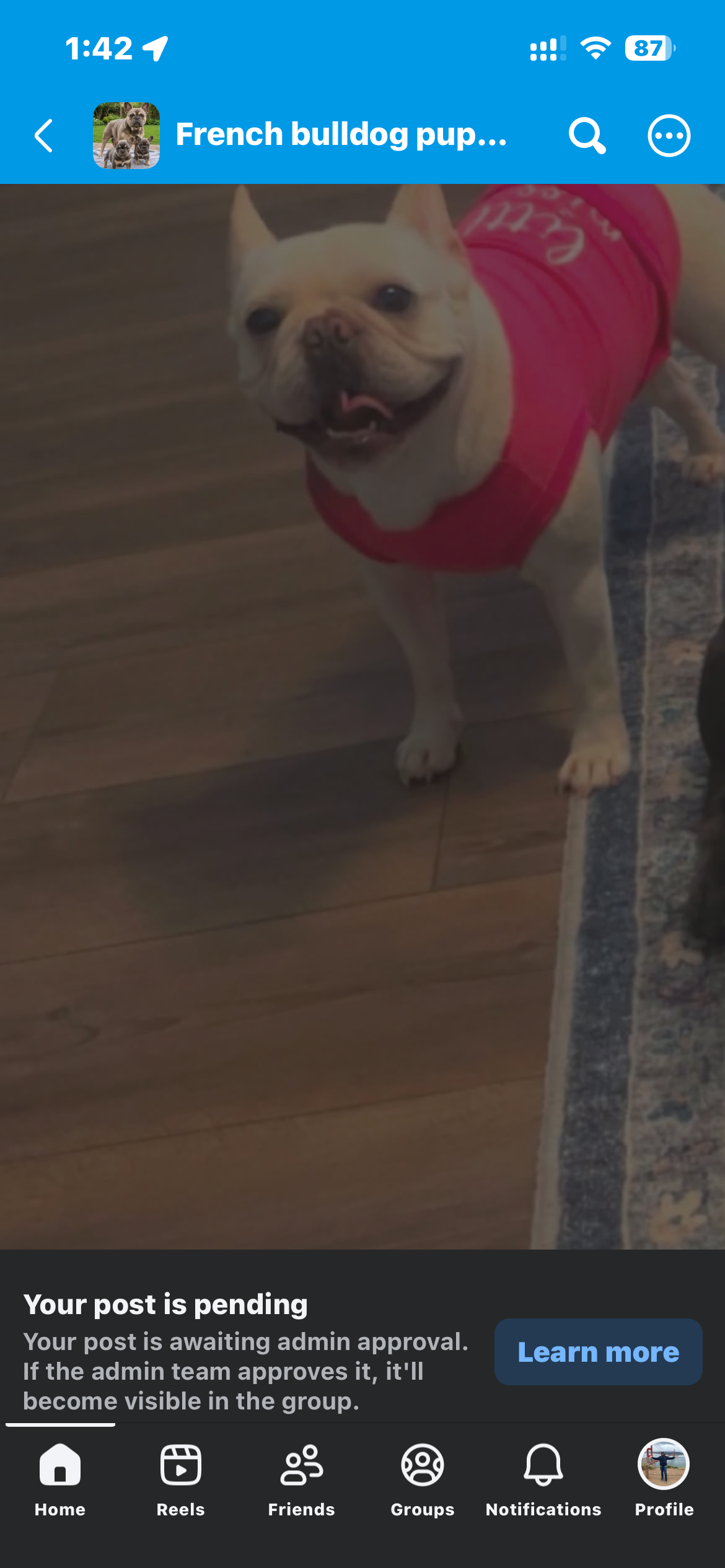 French Bulldog image 2