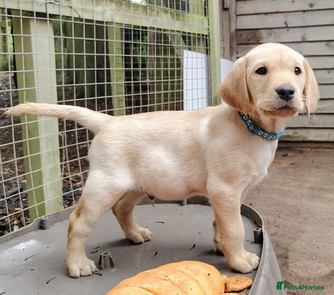 AKC REGISTERED LABRADORS image 1