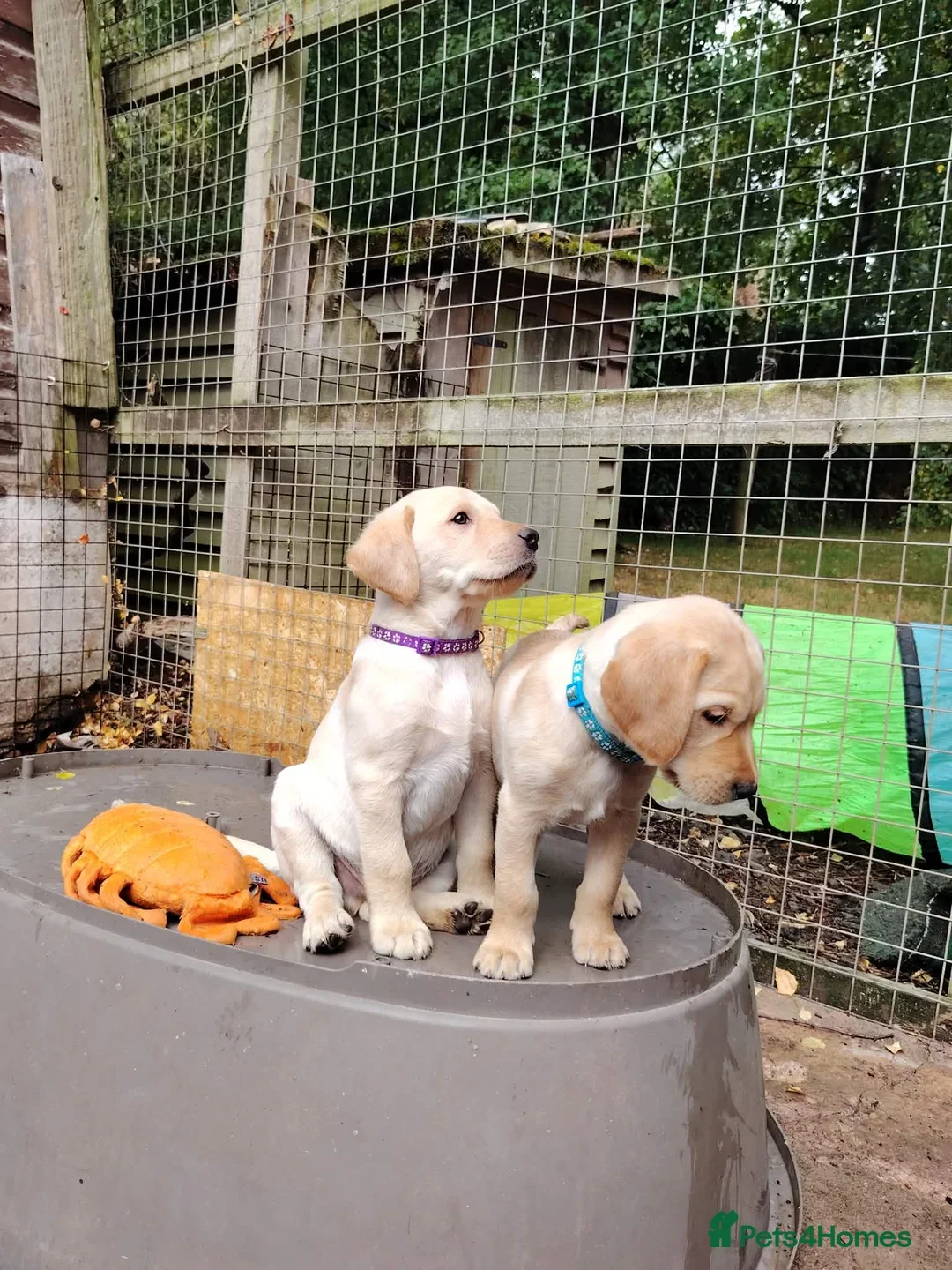 AKC REGISTERED LABRADORS image 2