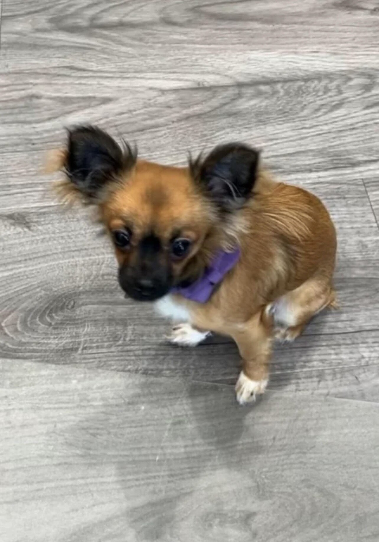 Longhaired Chihuahua Girl image 1