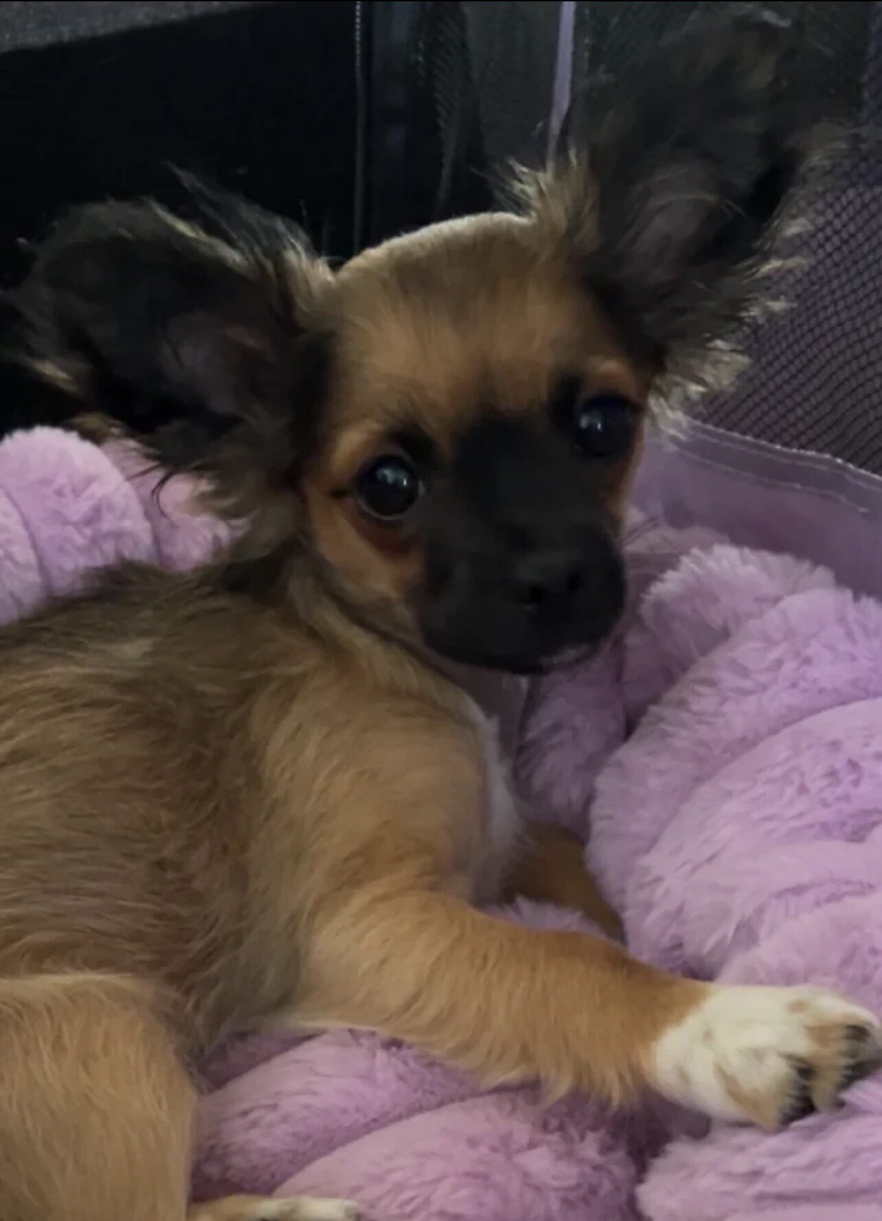Longhaired Chihuahua Girl image 3