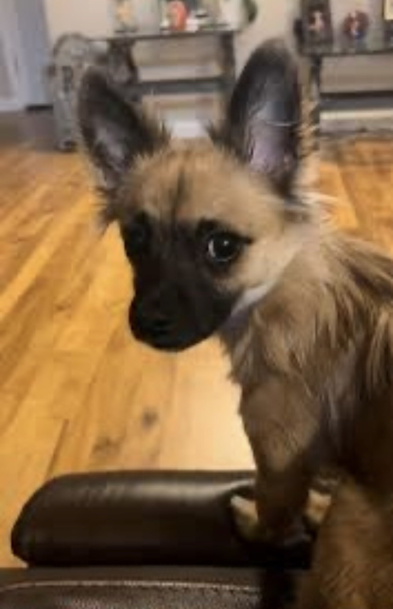 Longhaired Chihuahua Girl image 4