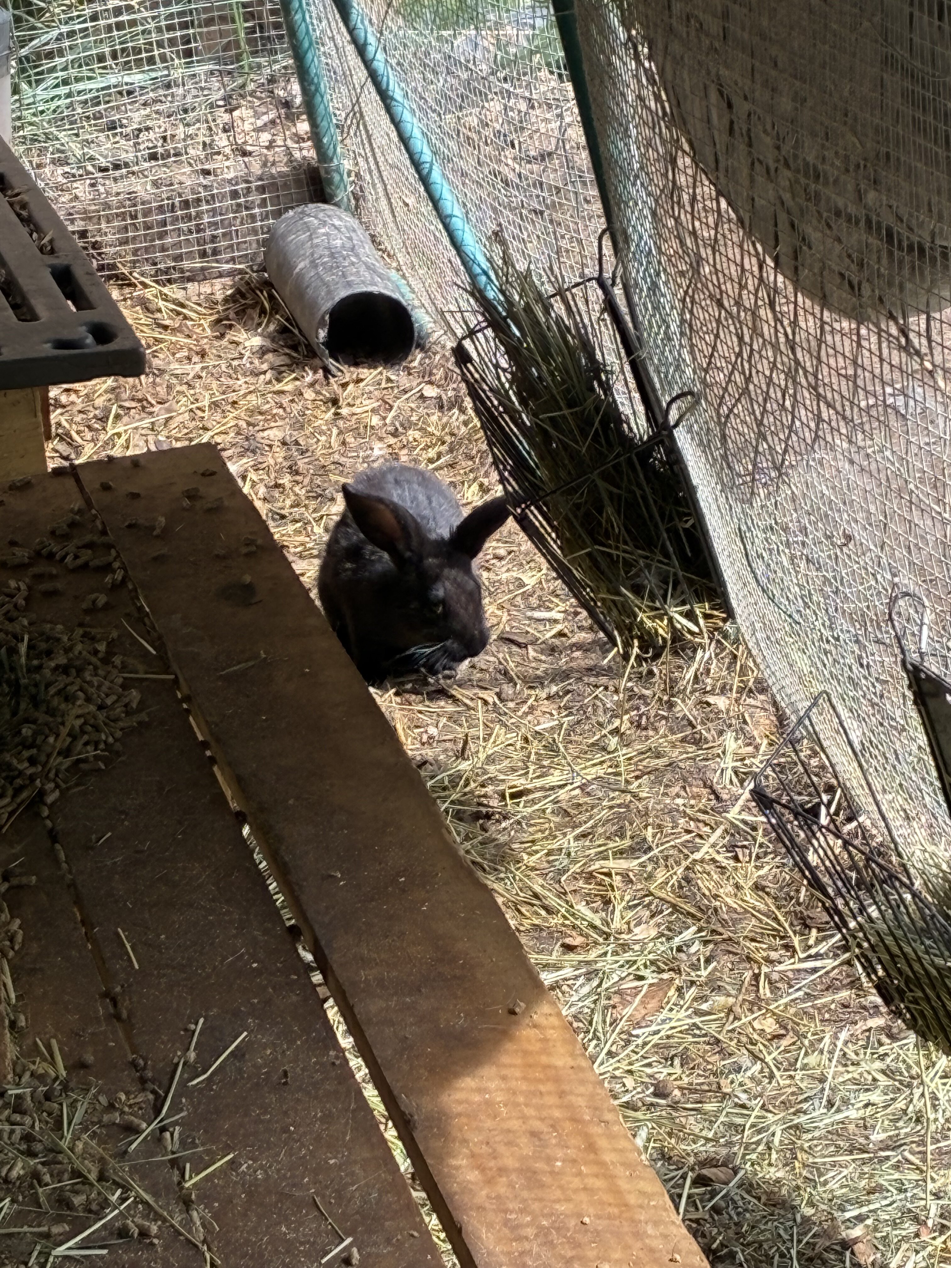 Rabbit kits image 1
