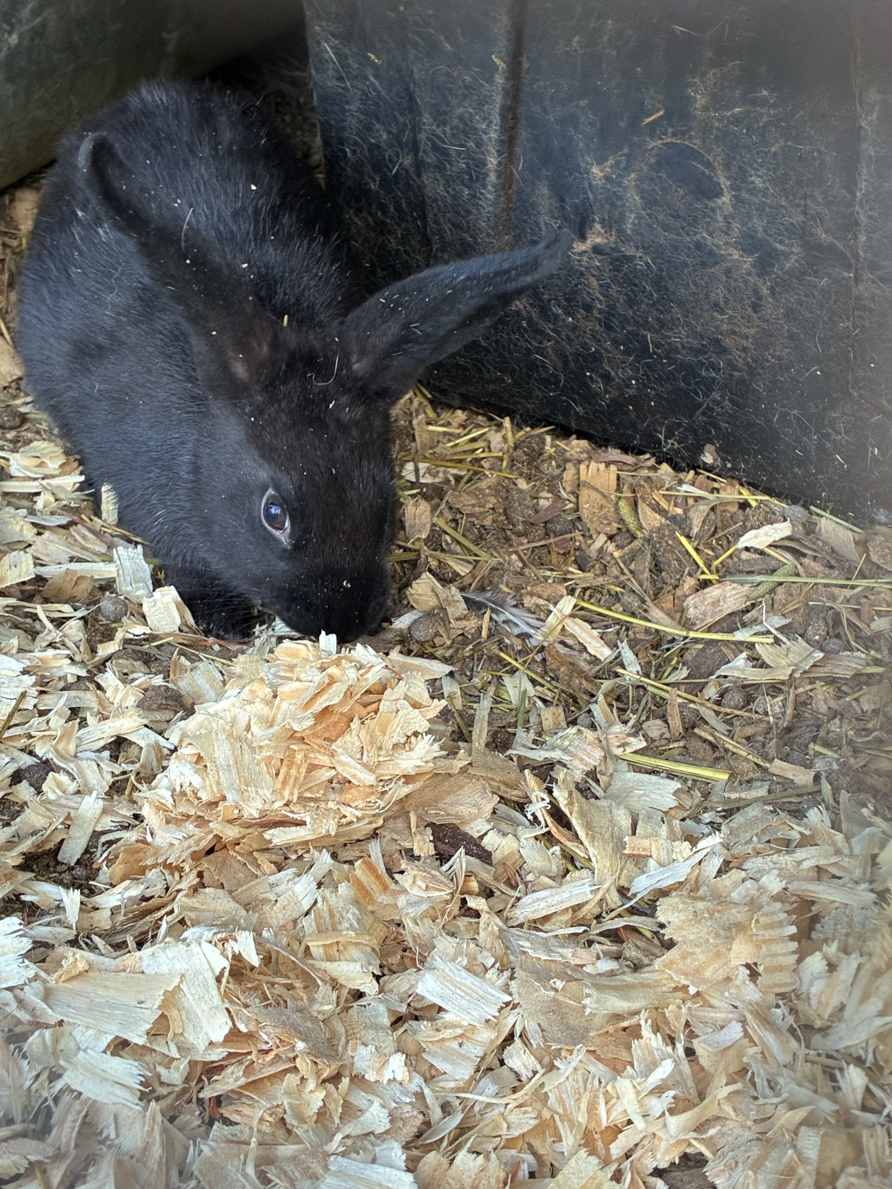 Rabbit kits image 2