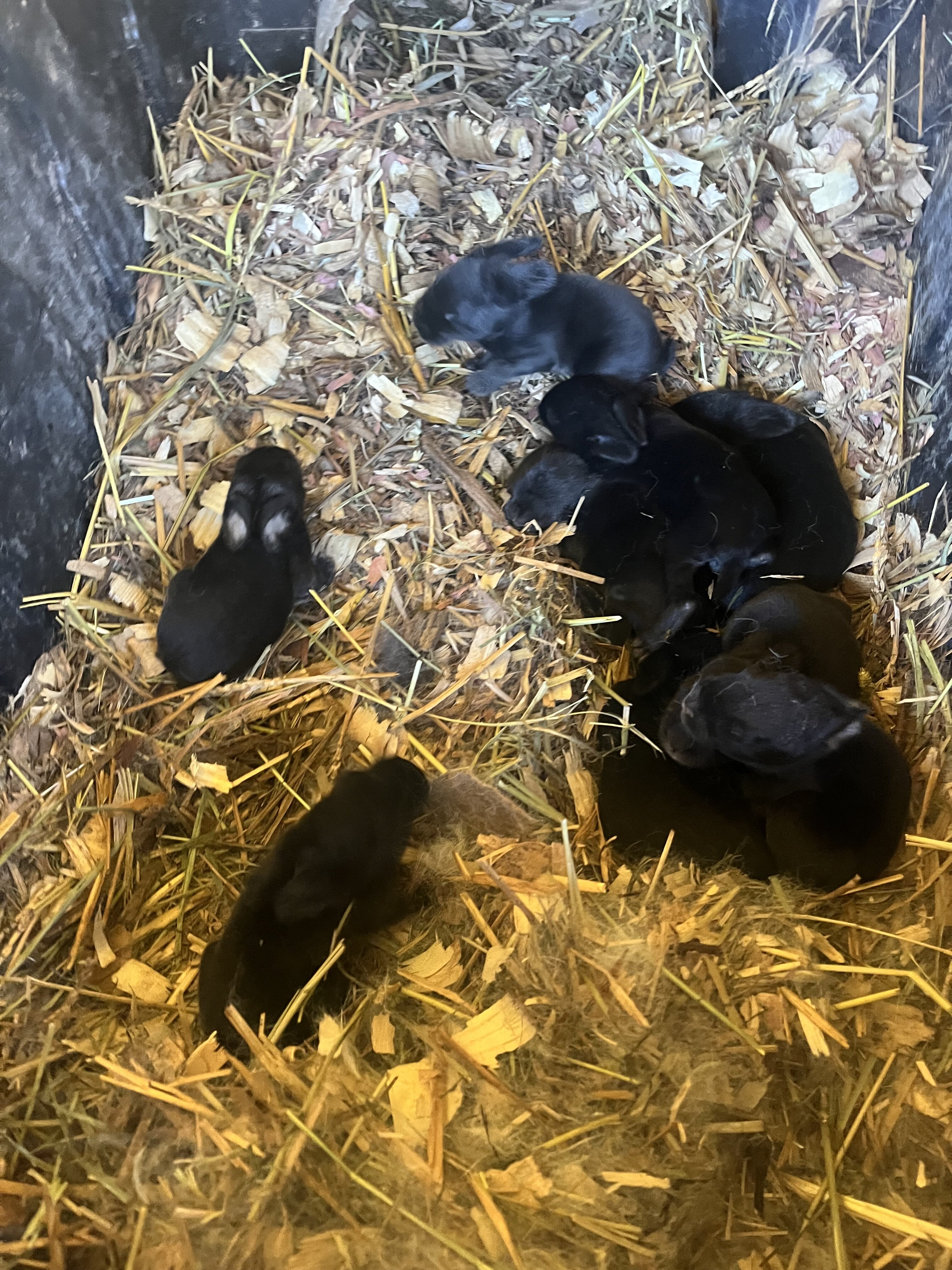 Rabbit kits image 3