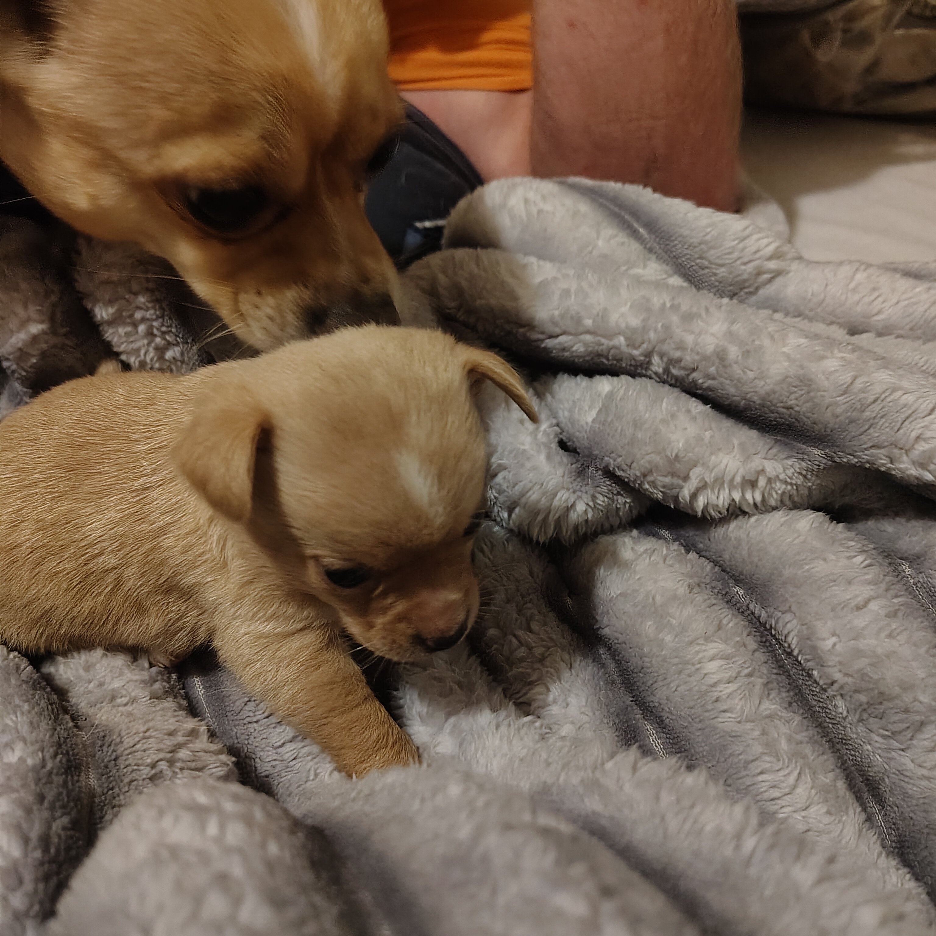 Chihuahua puppy image 2