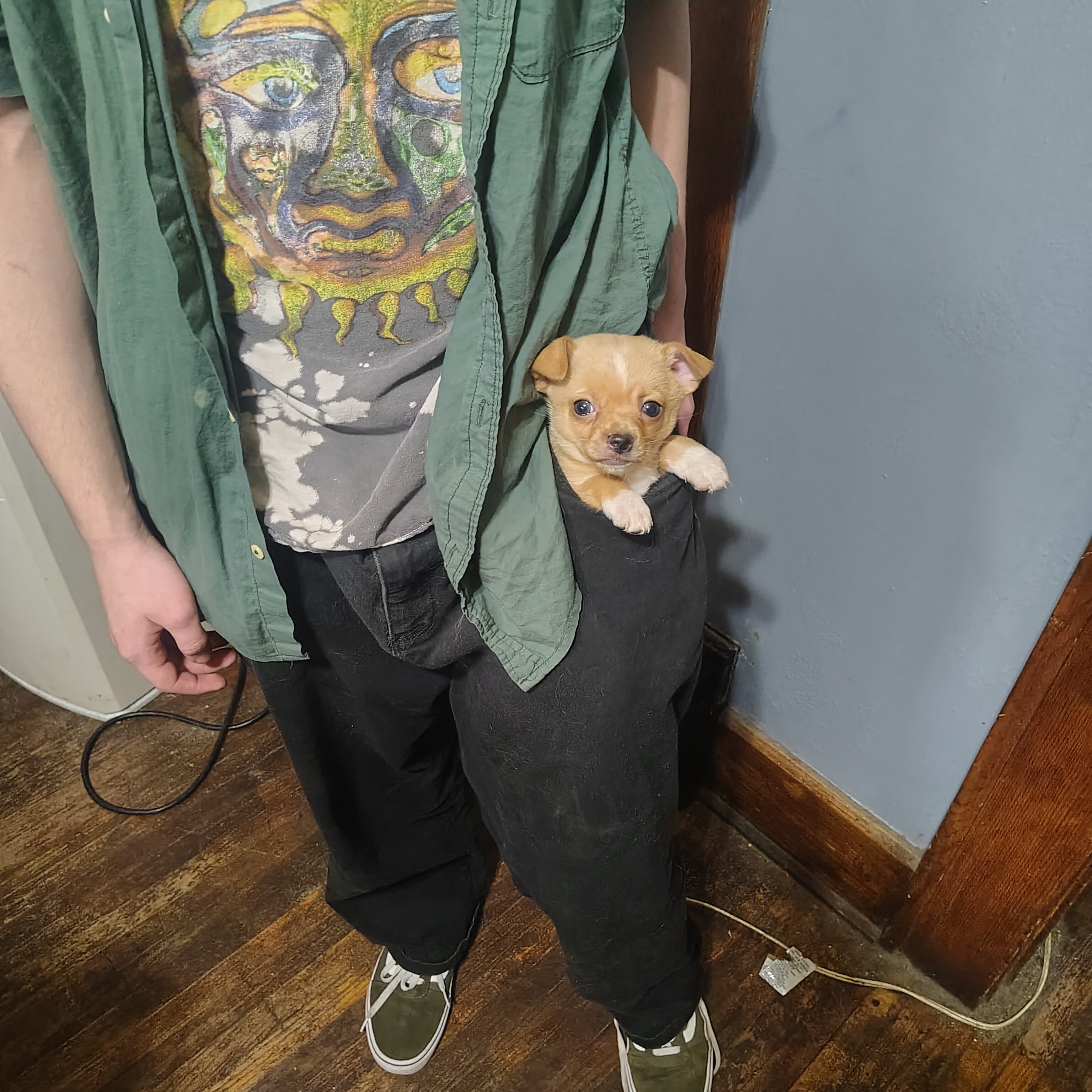 Chihuahua puppy image 3