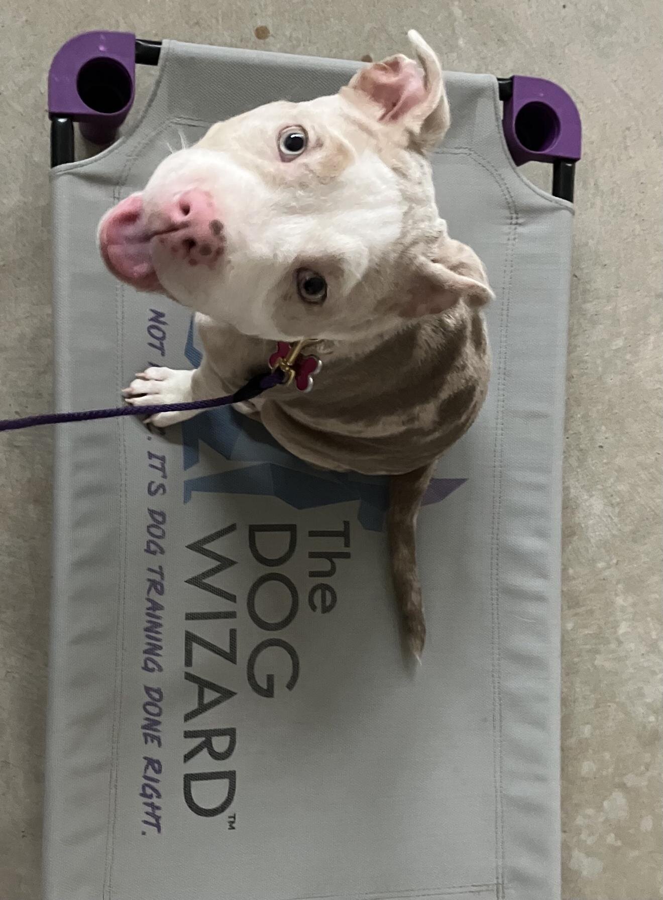 Opal, American Bully Pup image 1