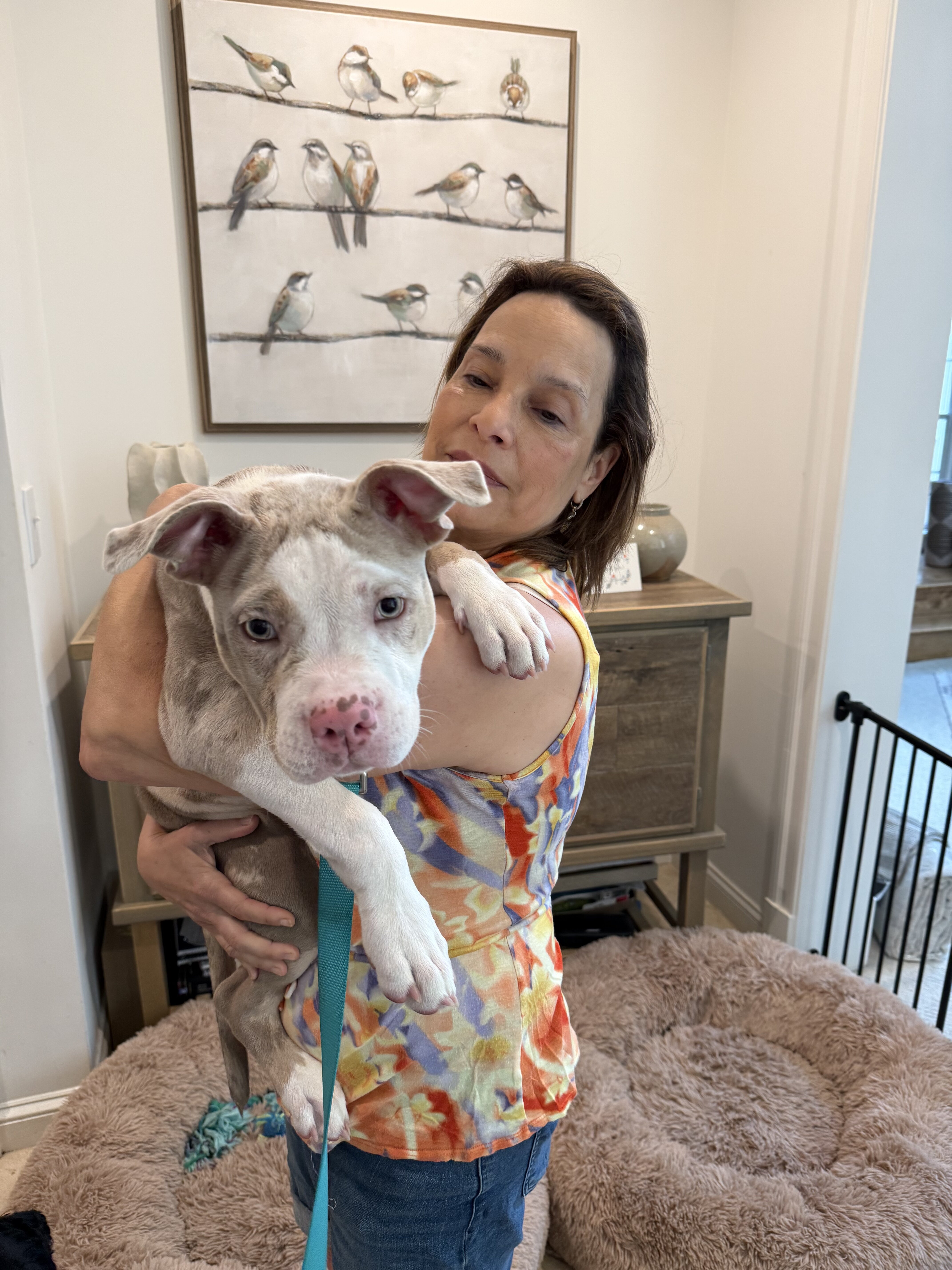 Opal, American Bully Pup image 2
