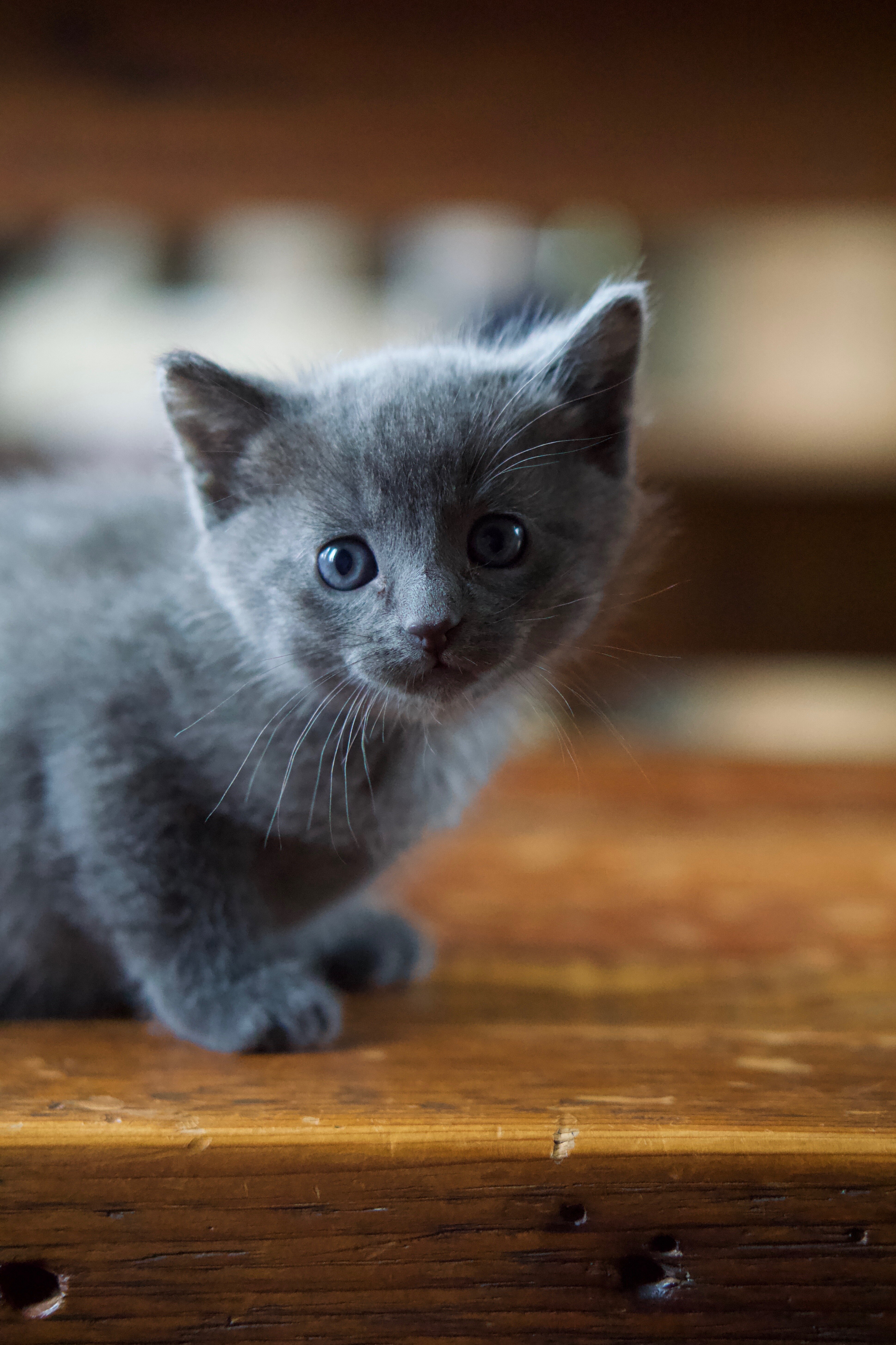 Russian Blue Kittens image 6