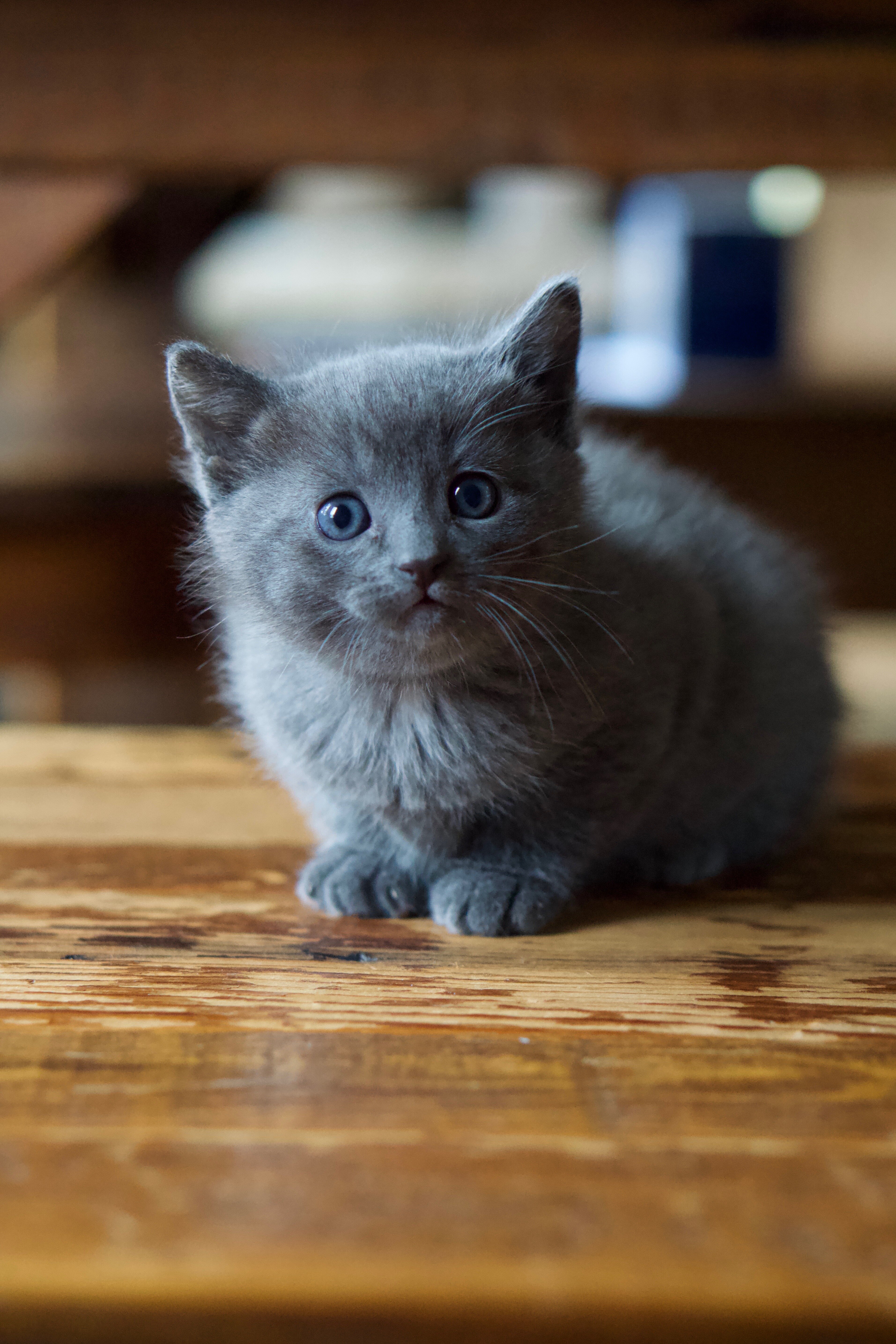 Russian Blue Kittens image 5