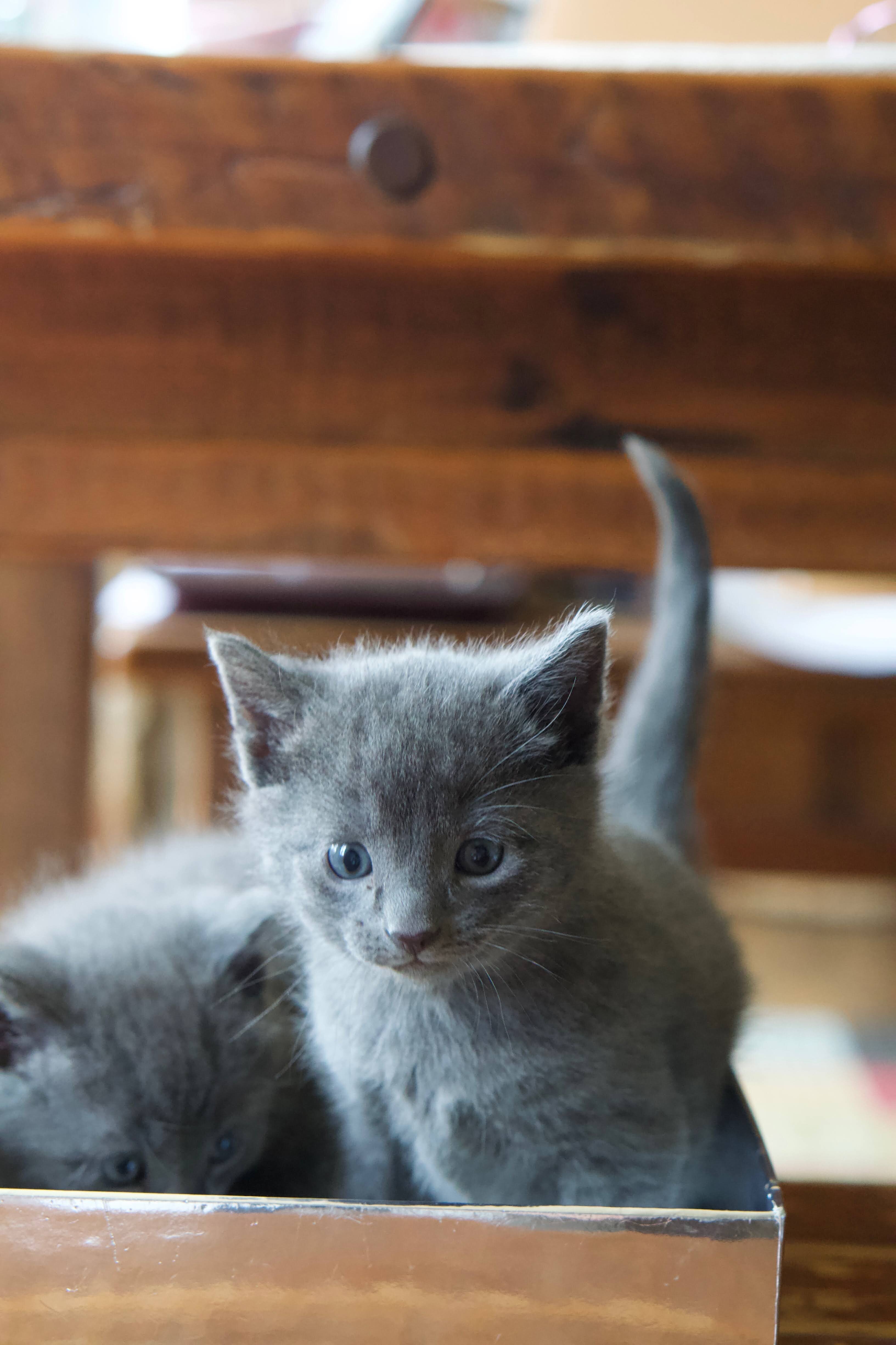 Russian Blue Kittens image 4