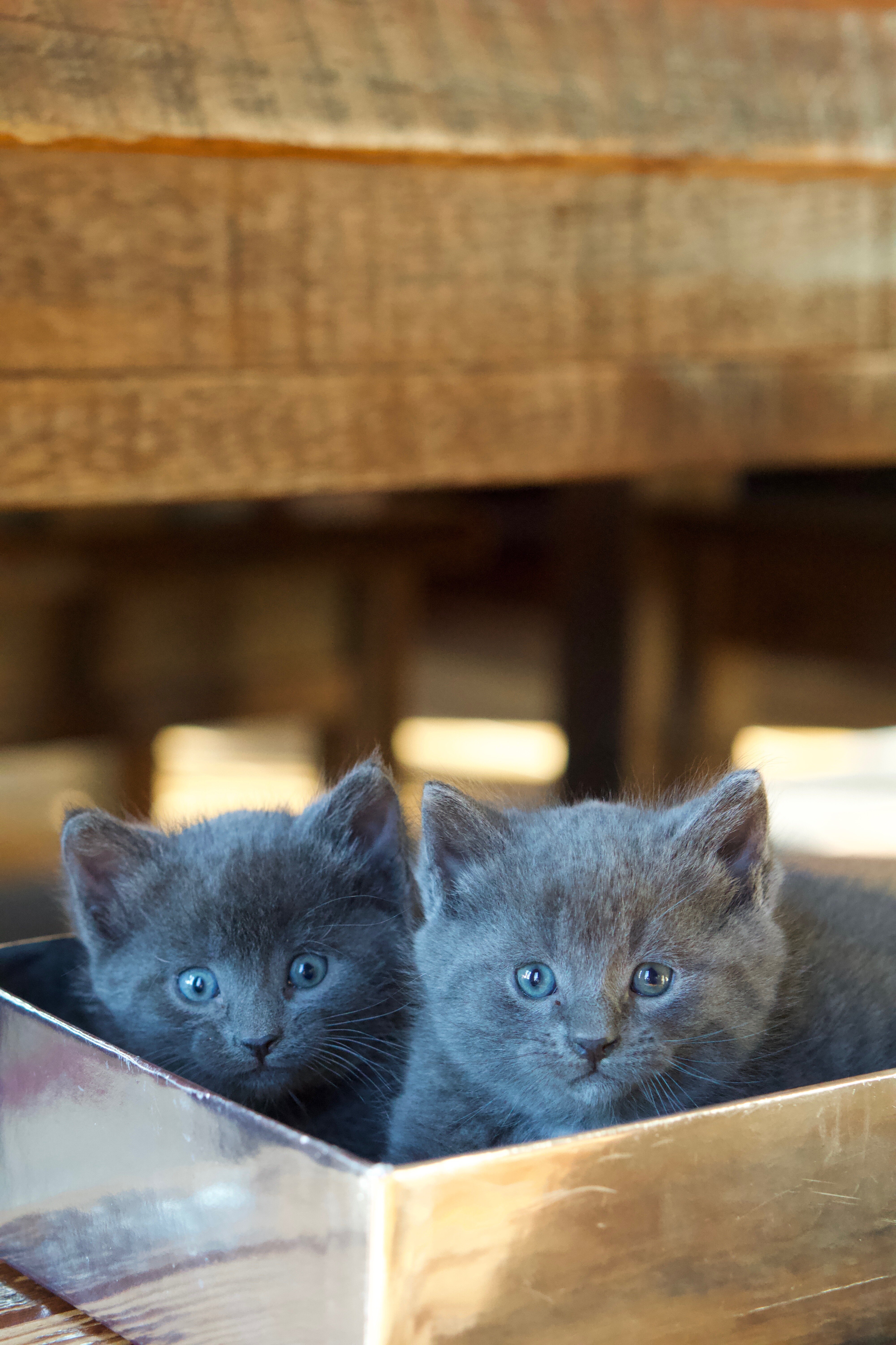 Russian Blue Kittens image 3
