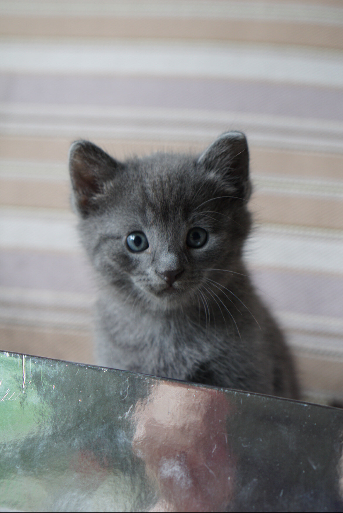 Russian Blue Kittens image 2