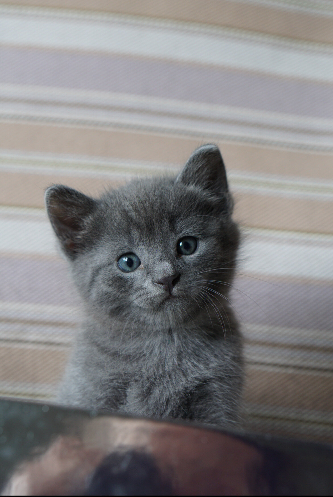 Russian Blue Kittens image 1