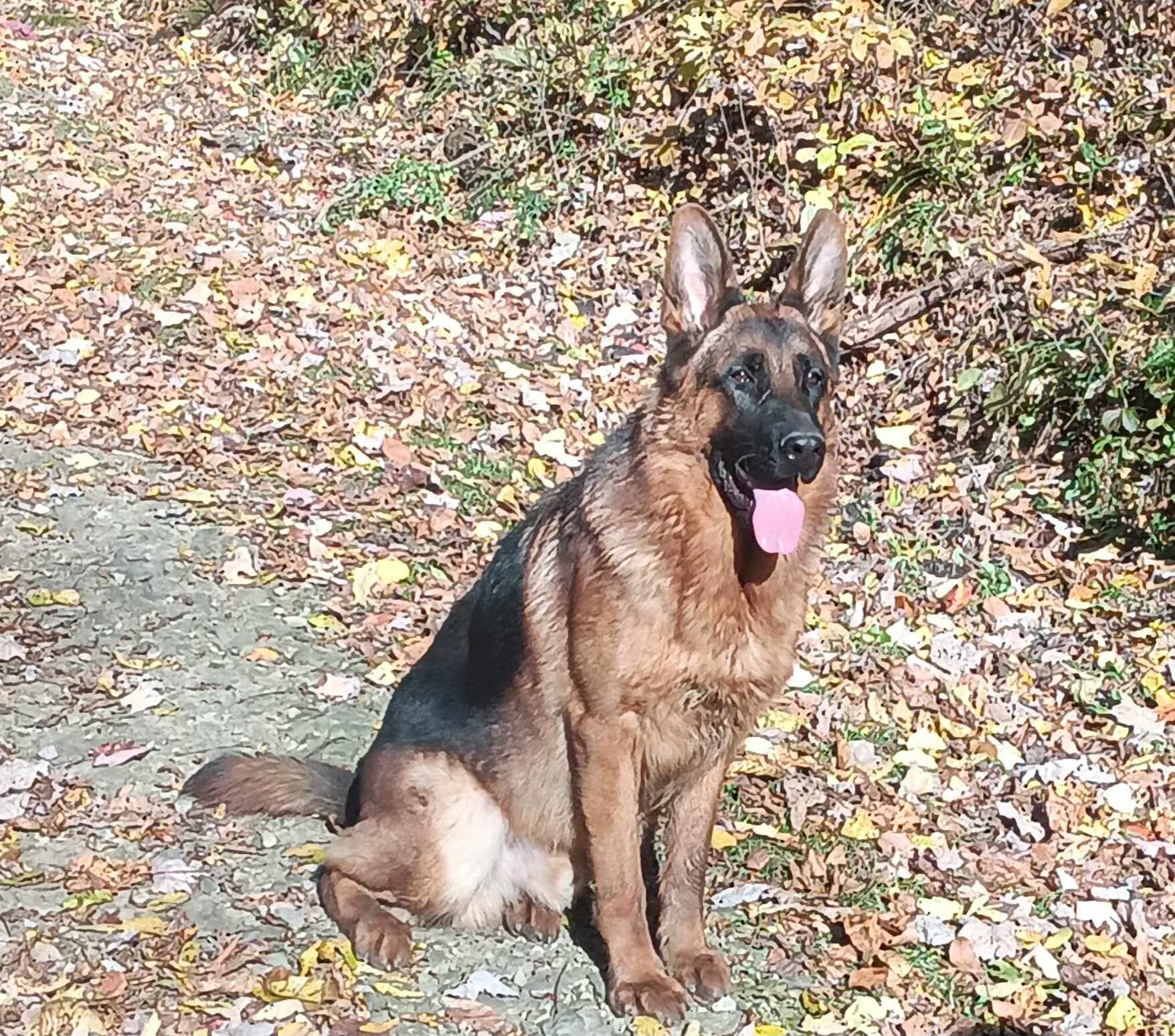 AKC German Shepherd Pups image 2