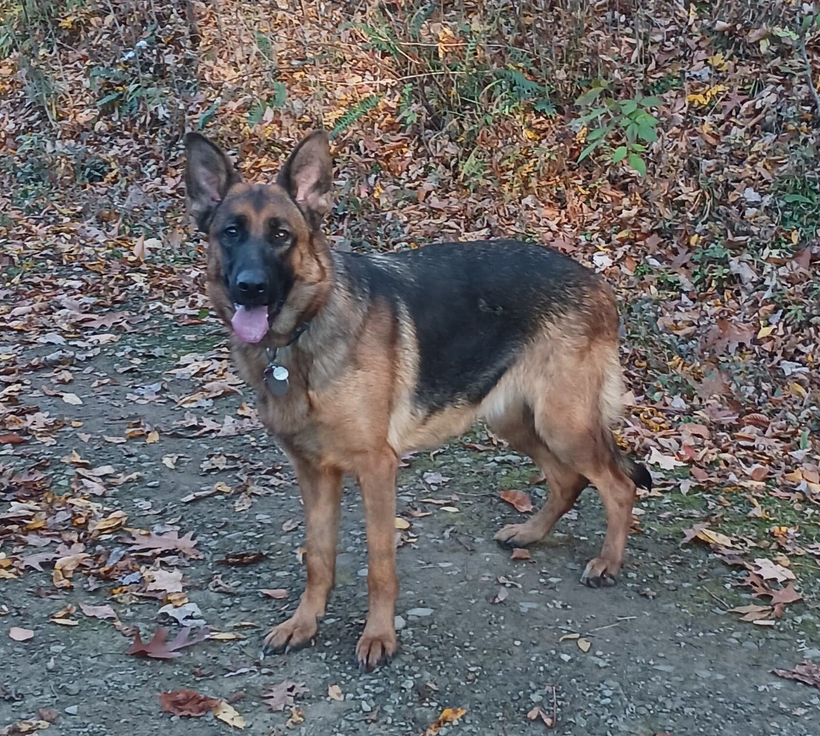 AKC German Shepherd Pups image 1