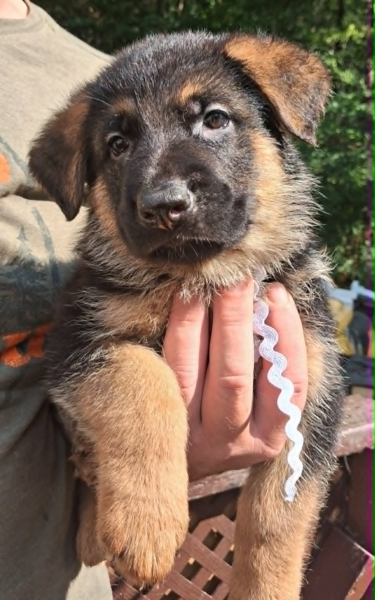 AKC German Shepherd Pups image 3