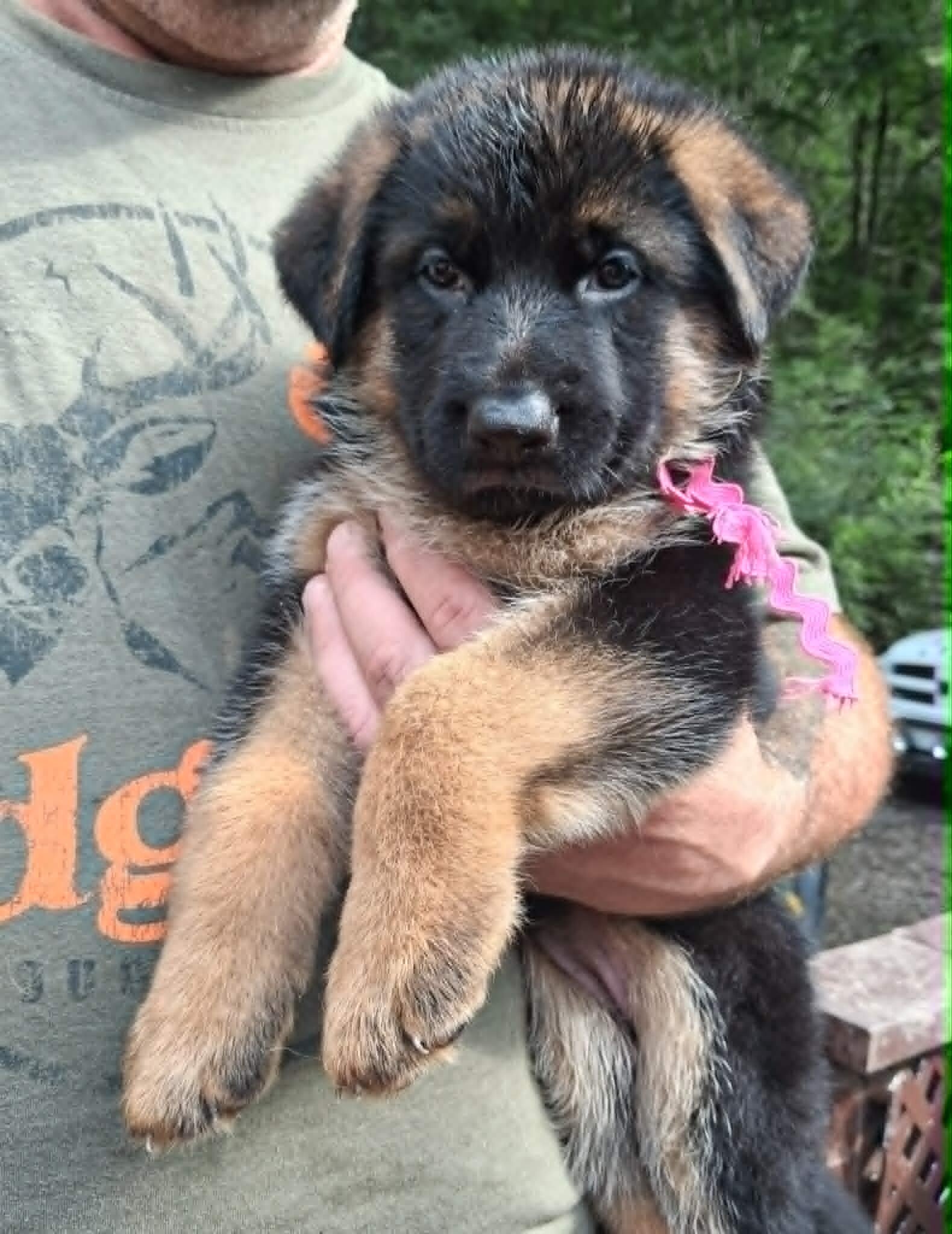 AKC German Shepherd Pups image 4