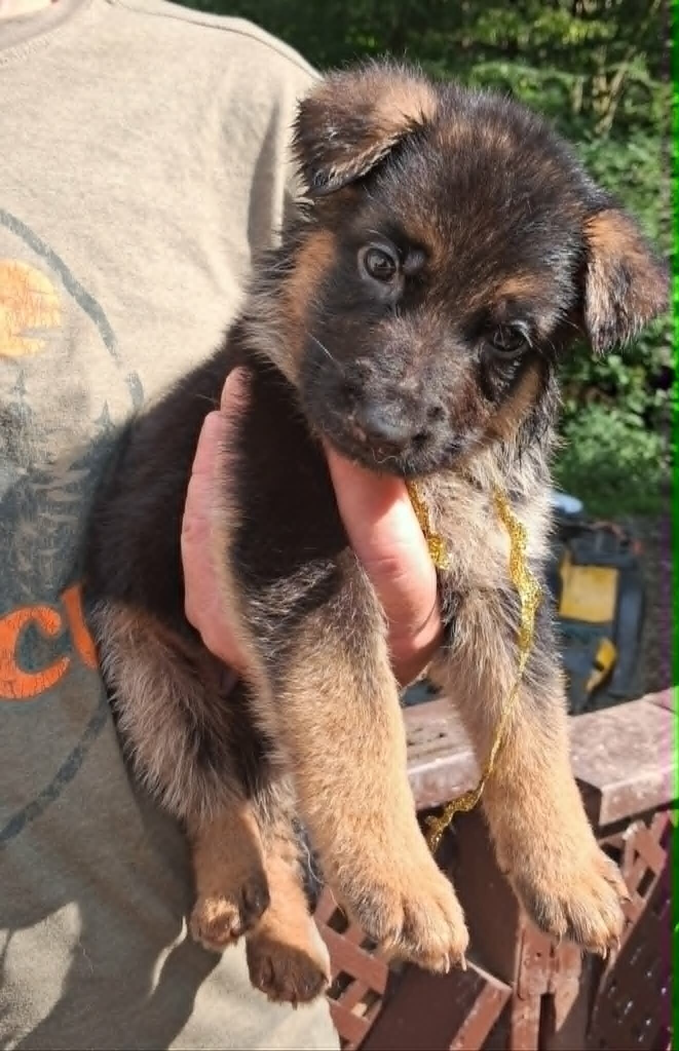 AKC German Shepherd Pups image 5