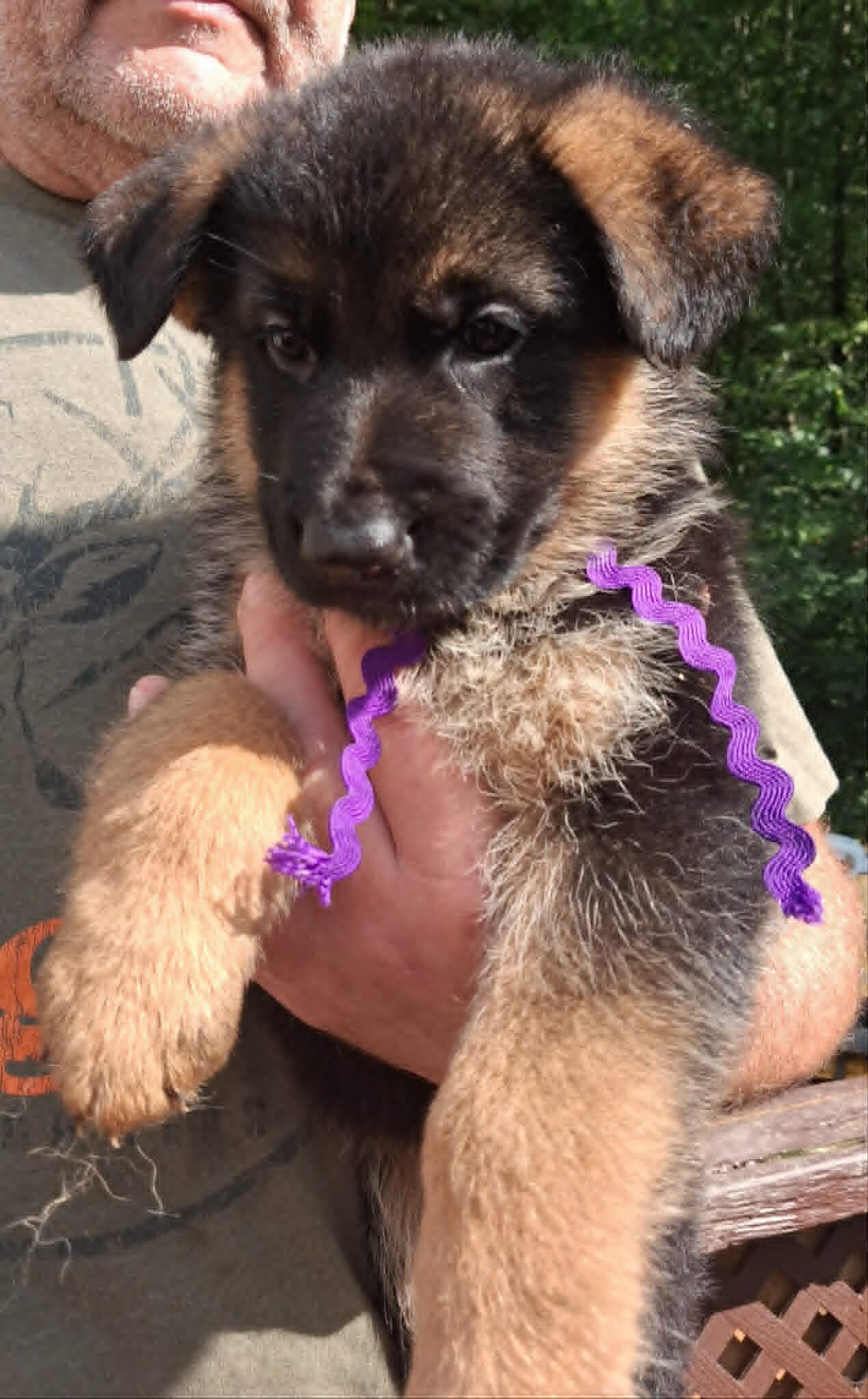 AKC German Shepherd Pups image 6