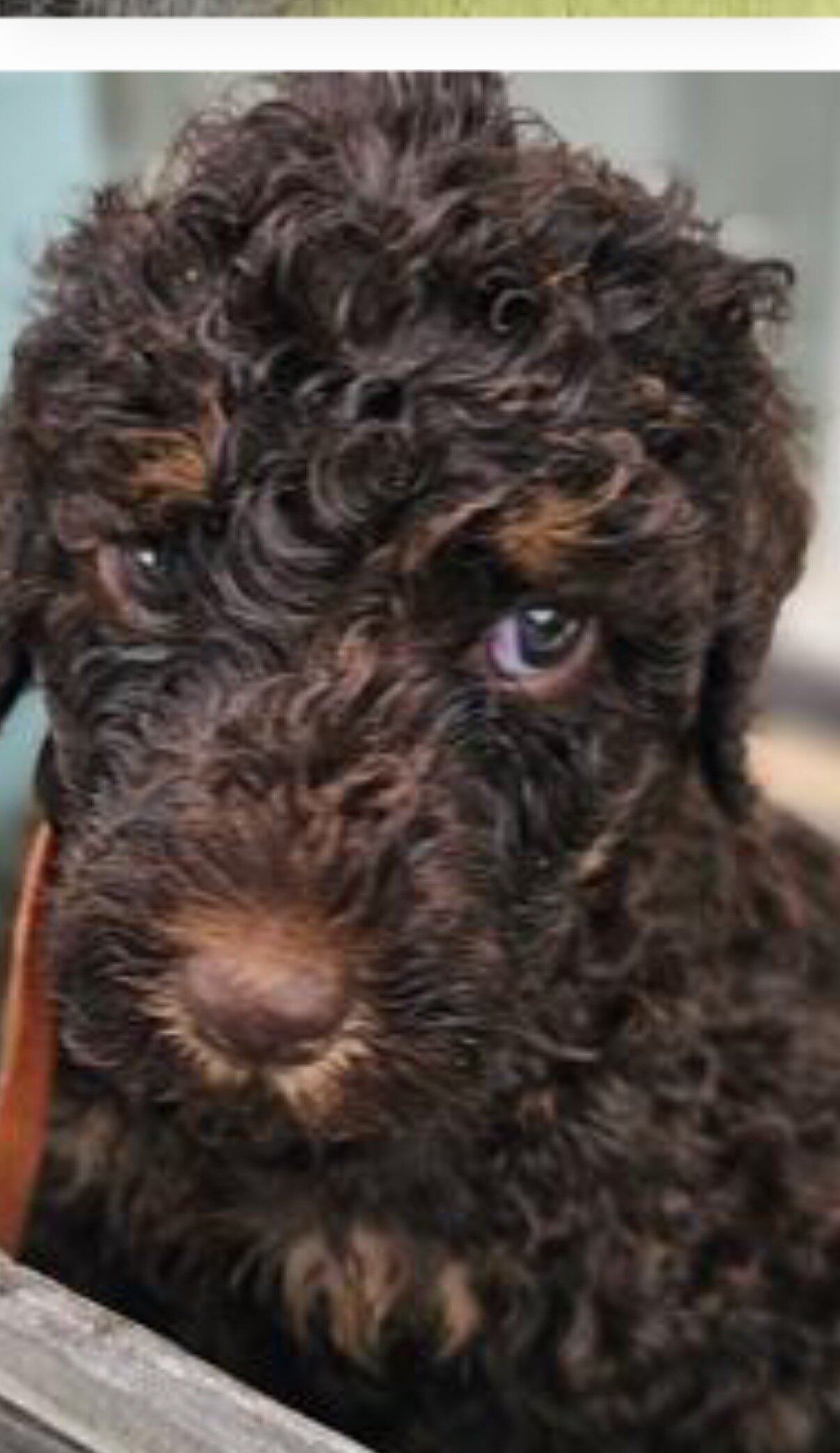 Poodle image 2