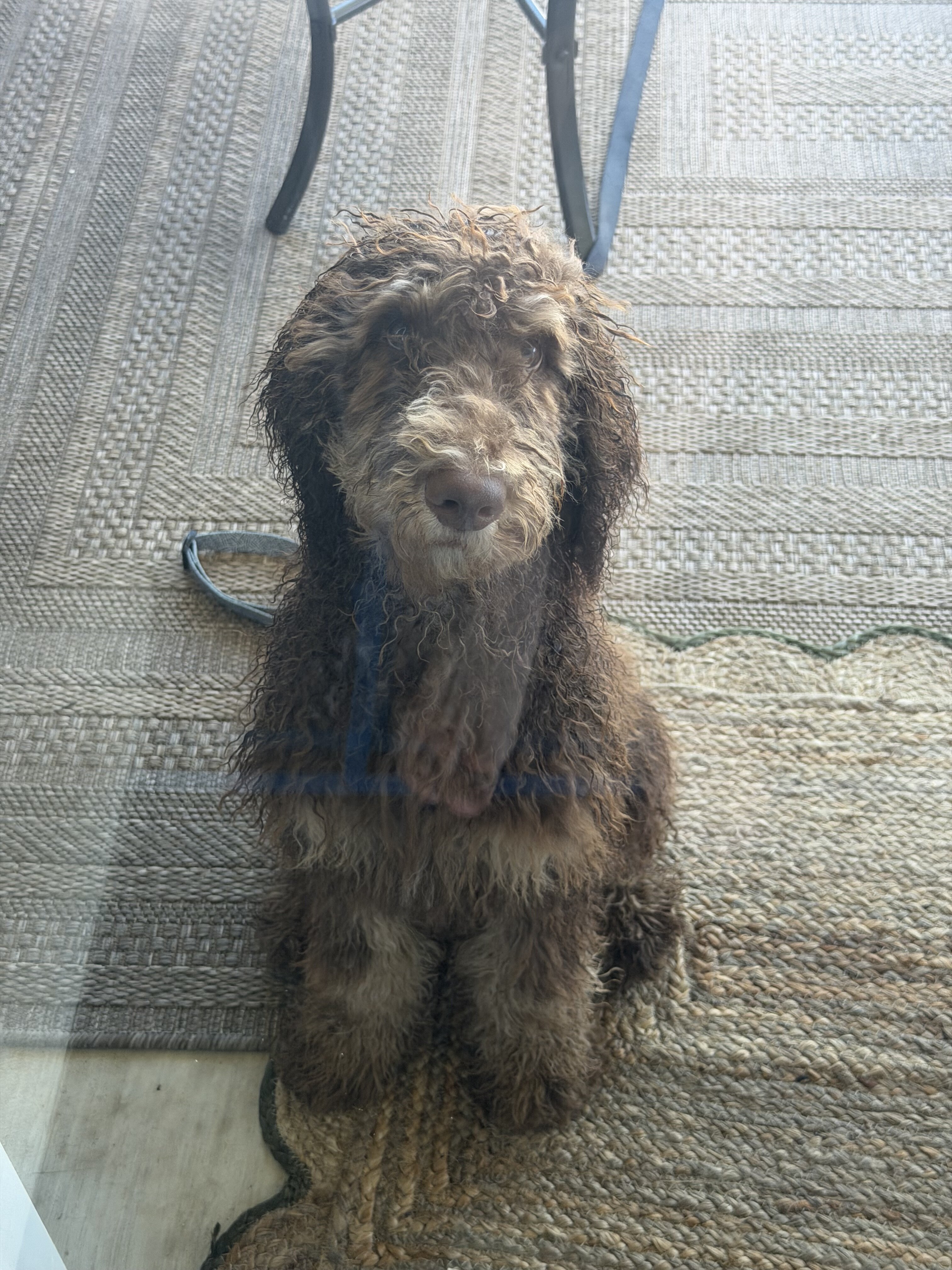 Poodle image 6