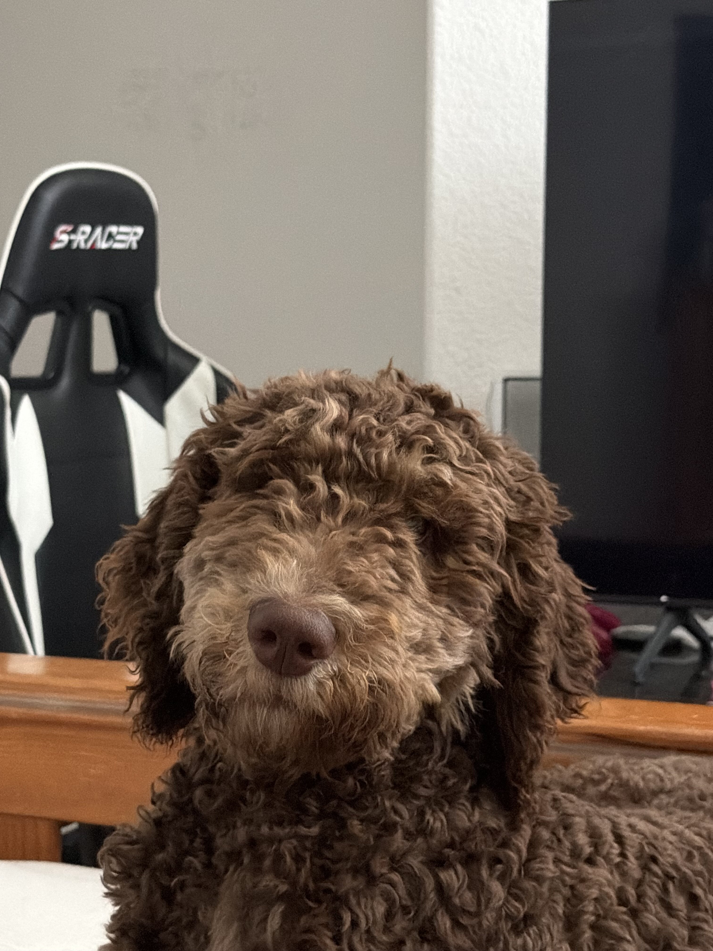 Poodle image 5