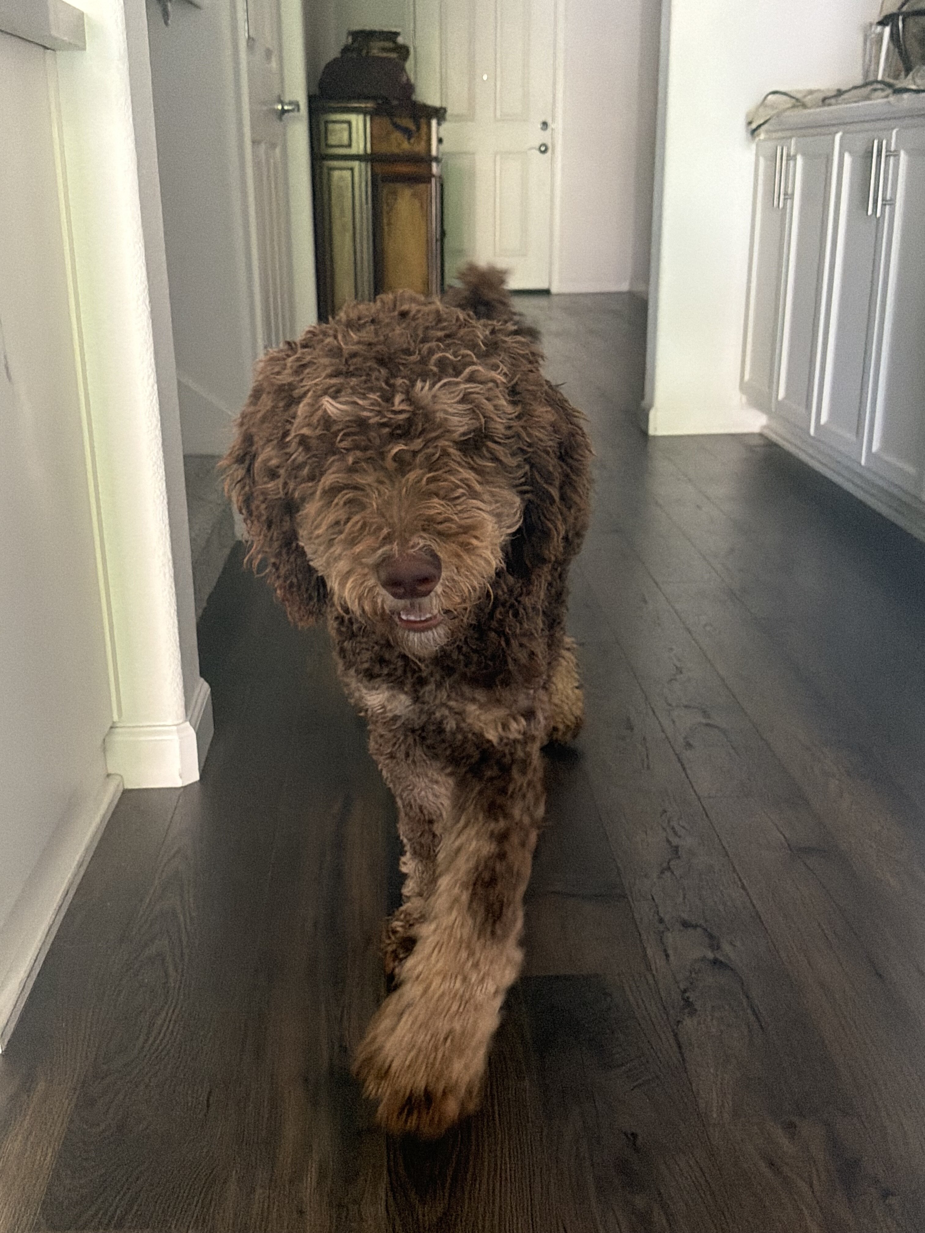 Poodle image 4
