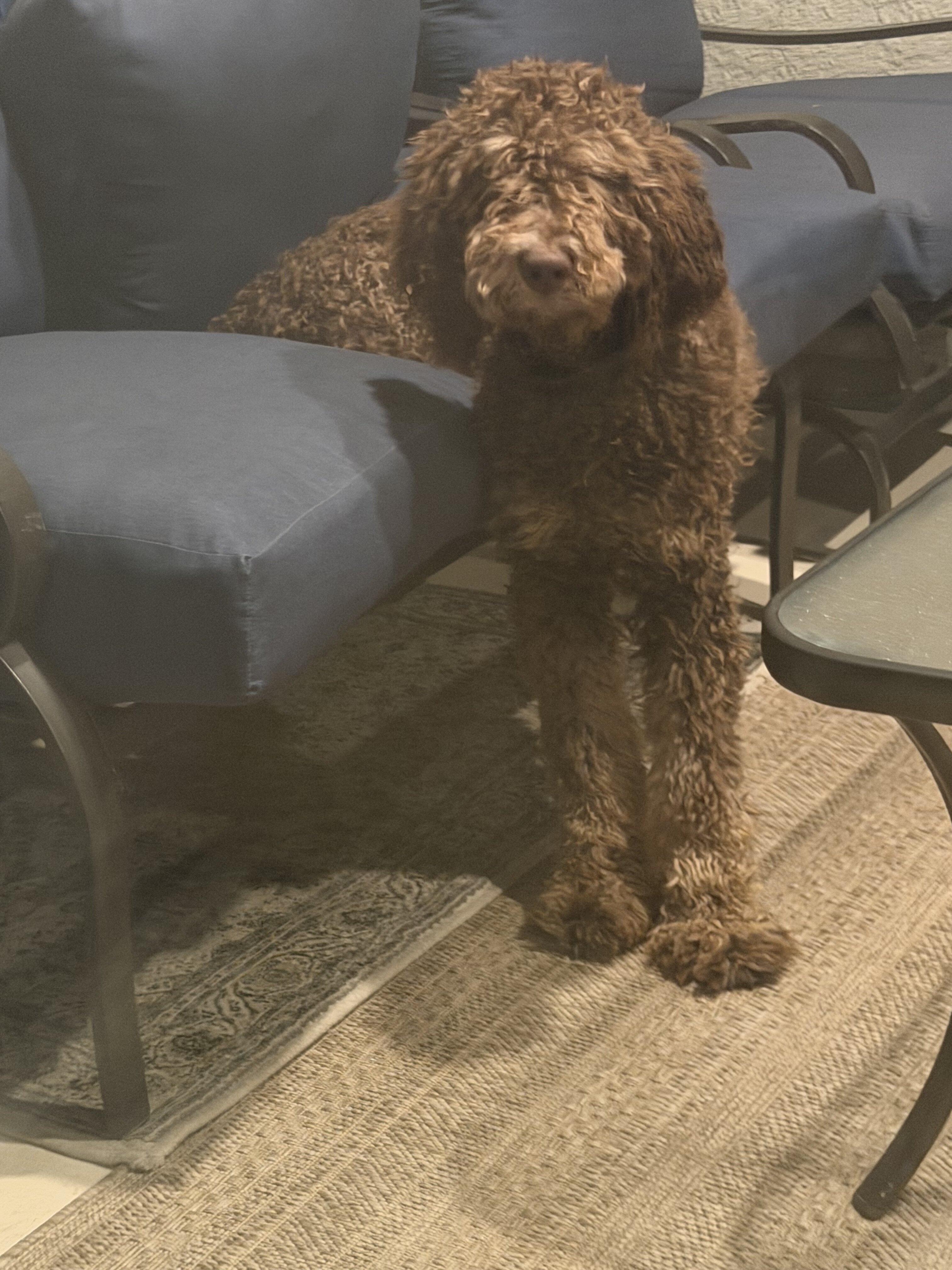 Poodle image 3