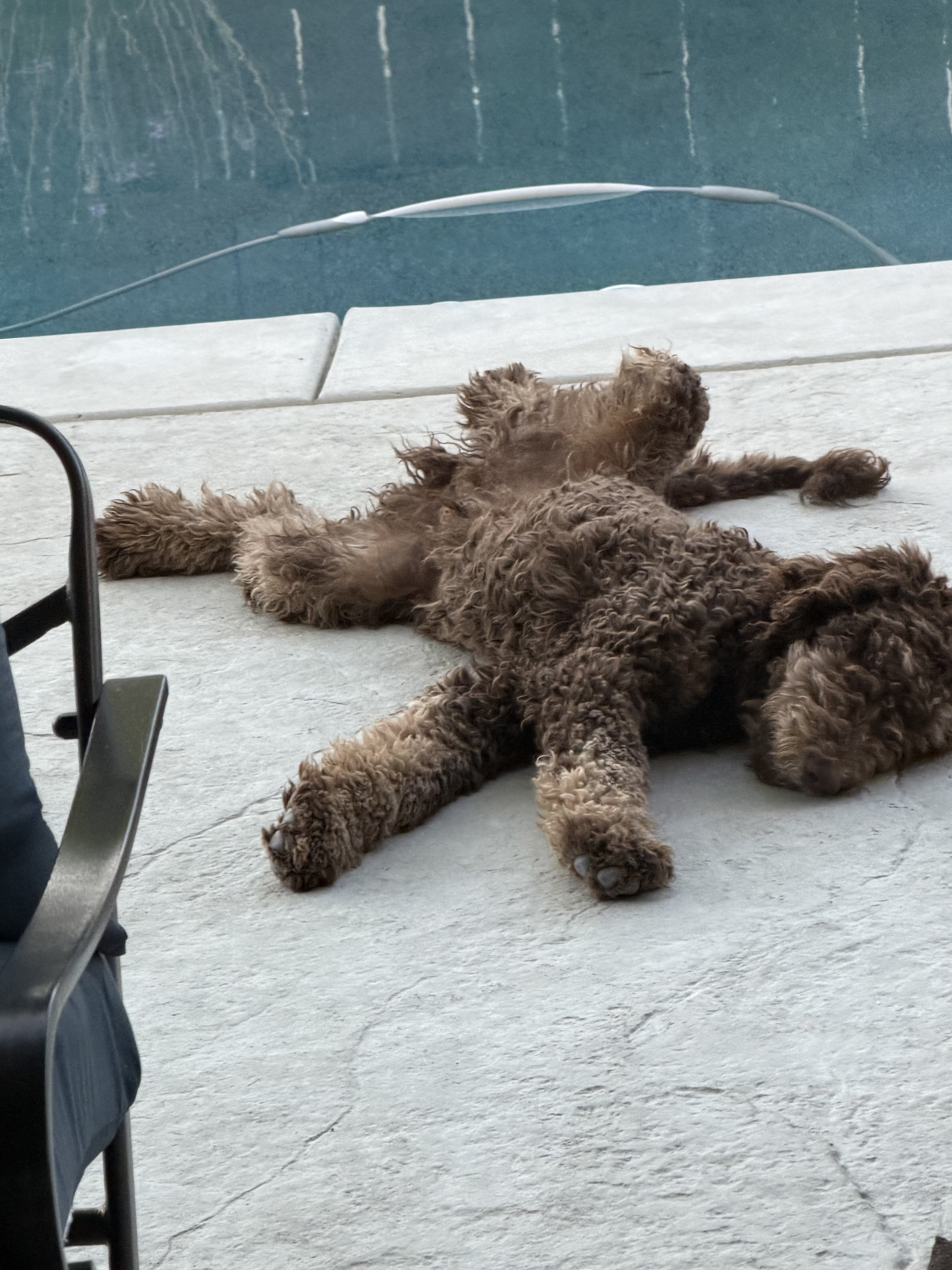 Standard poodle puppy image 6