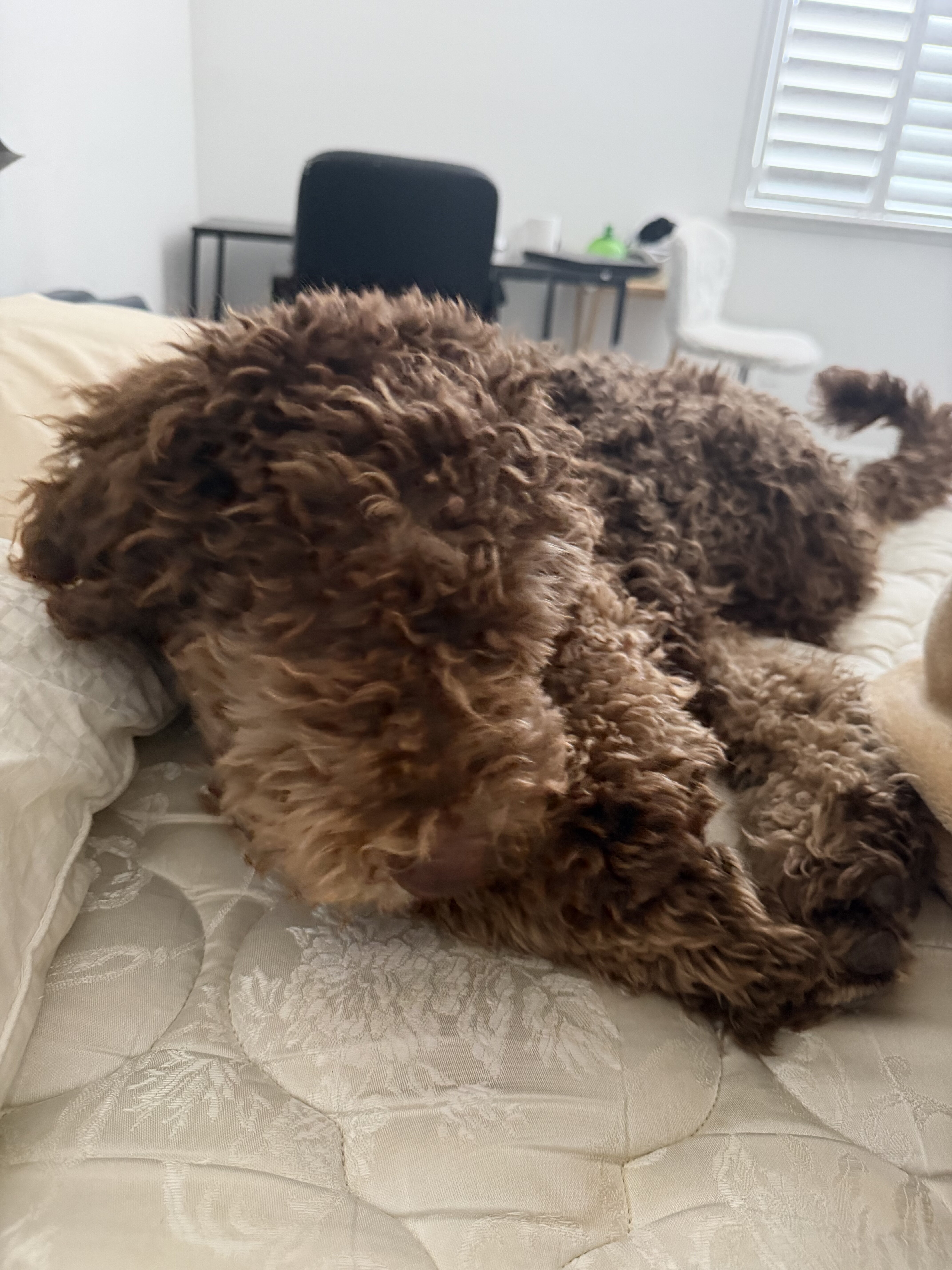 Standard poodle puppy image 5