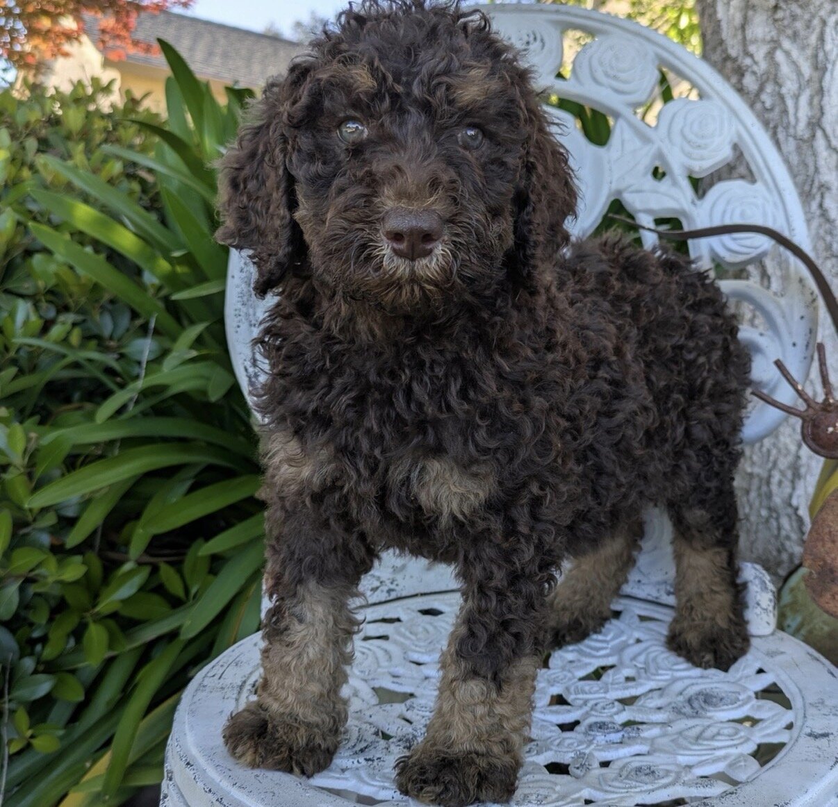 Standard poodle puppy image 1