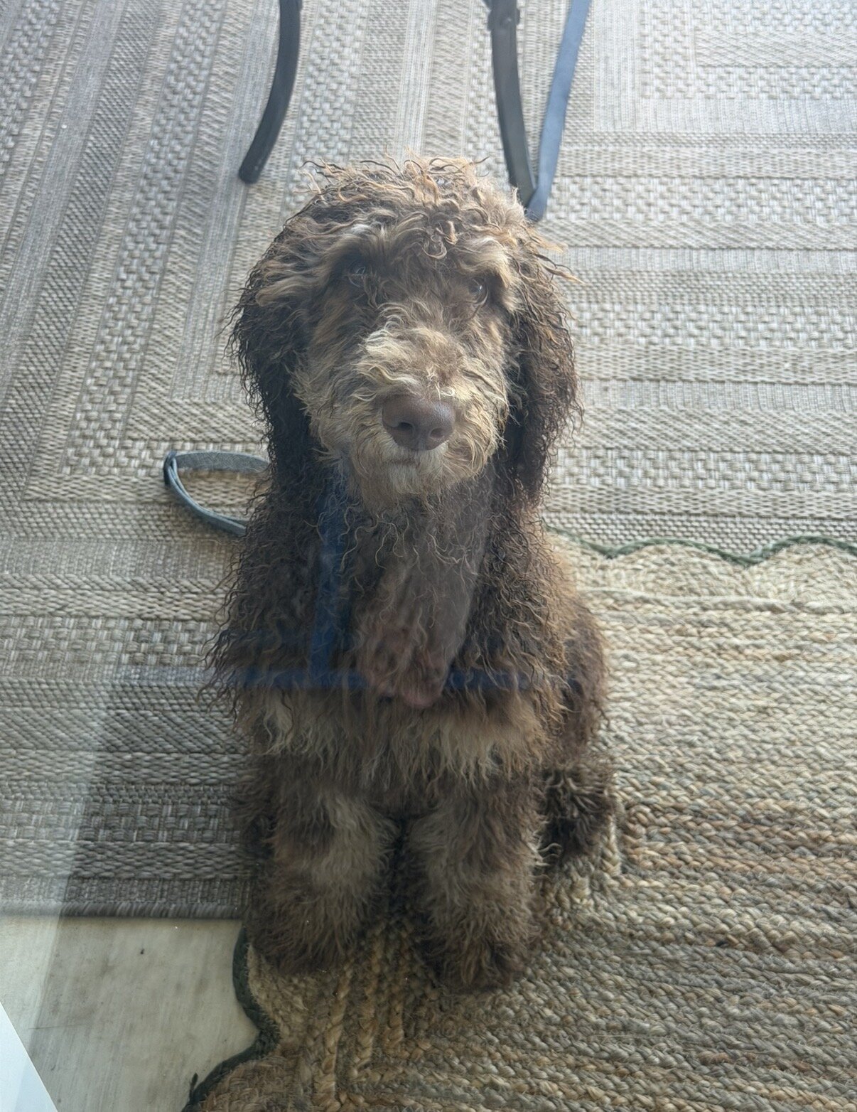 Standard poodle puppy image 2