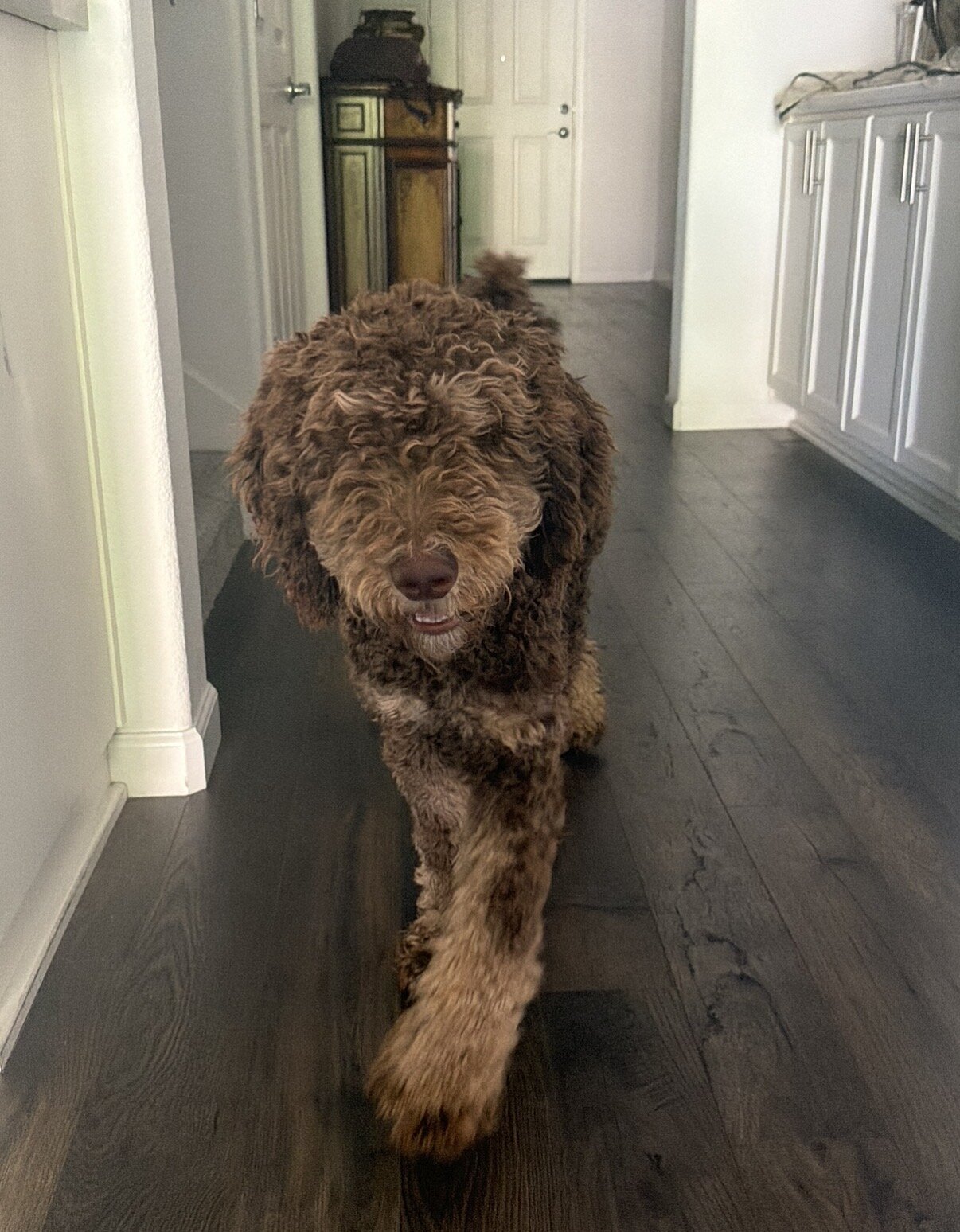 Standard poodle puppy image 3