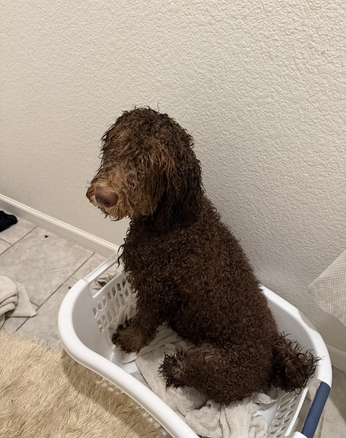 Standard poodle puppy image 4