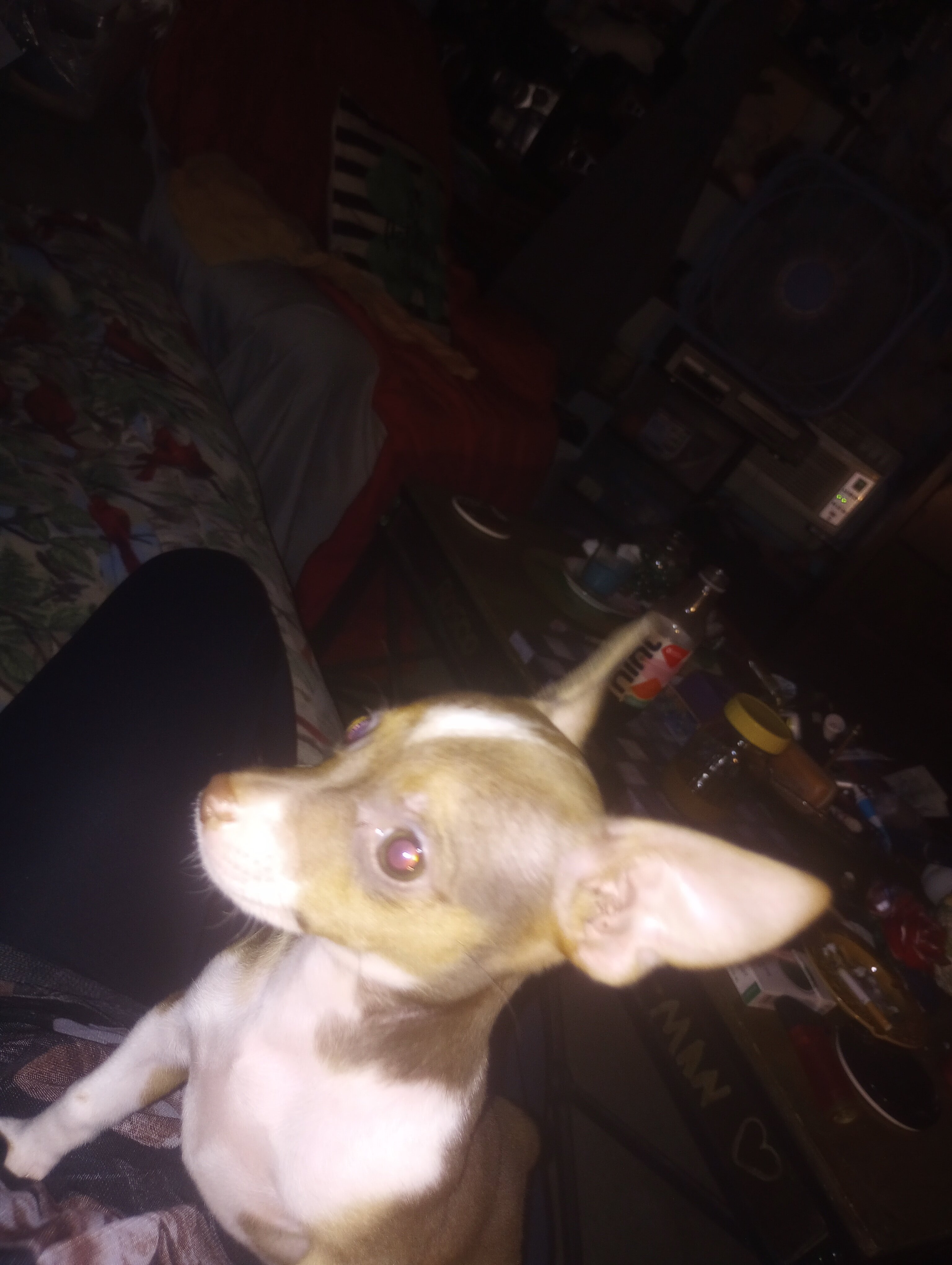 Puppy image 1